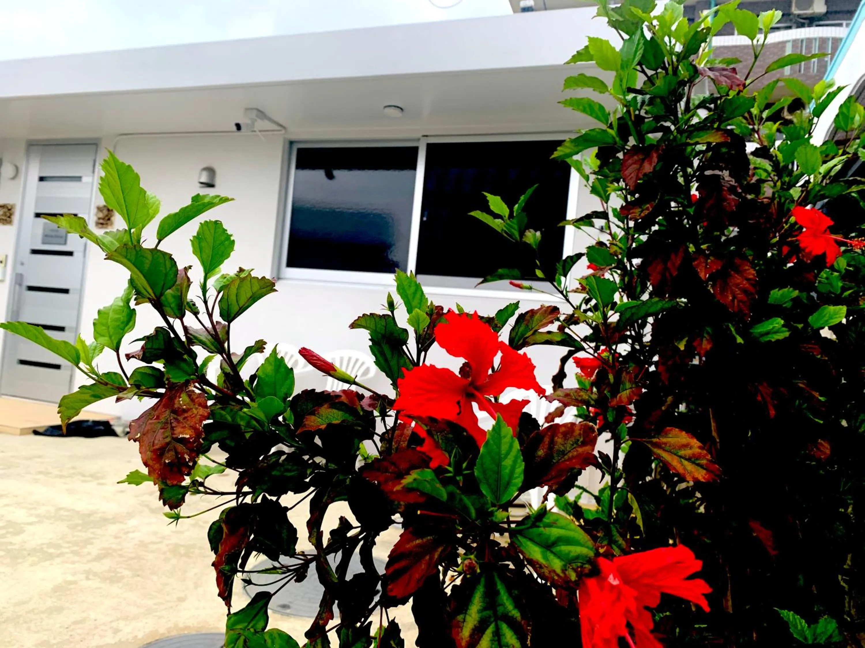 Property building in WhiteShisa