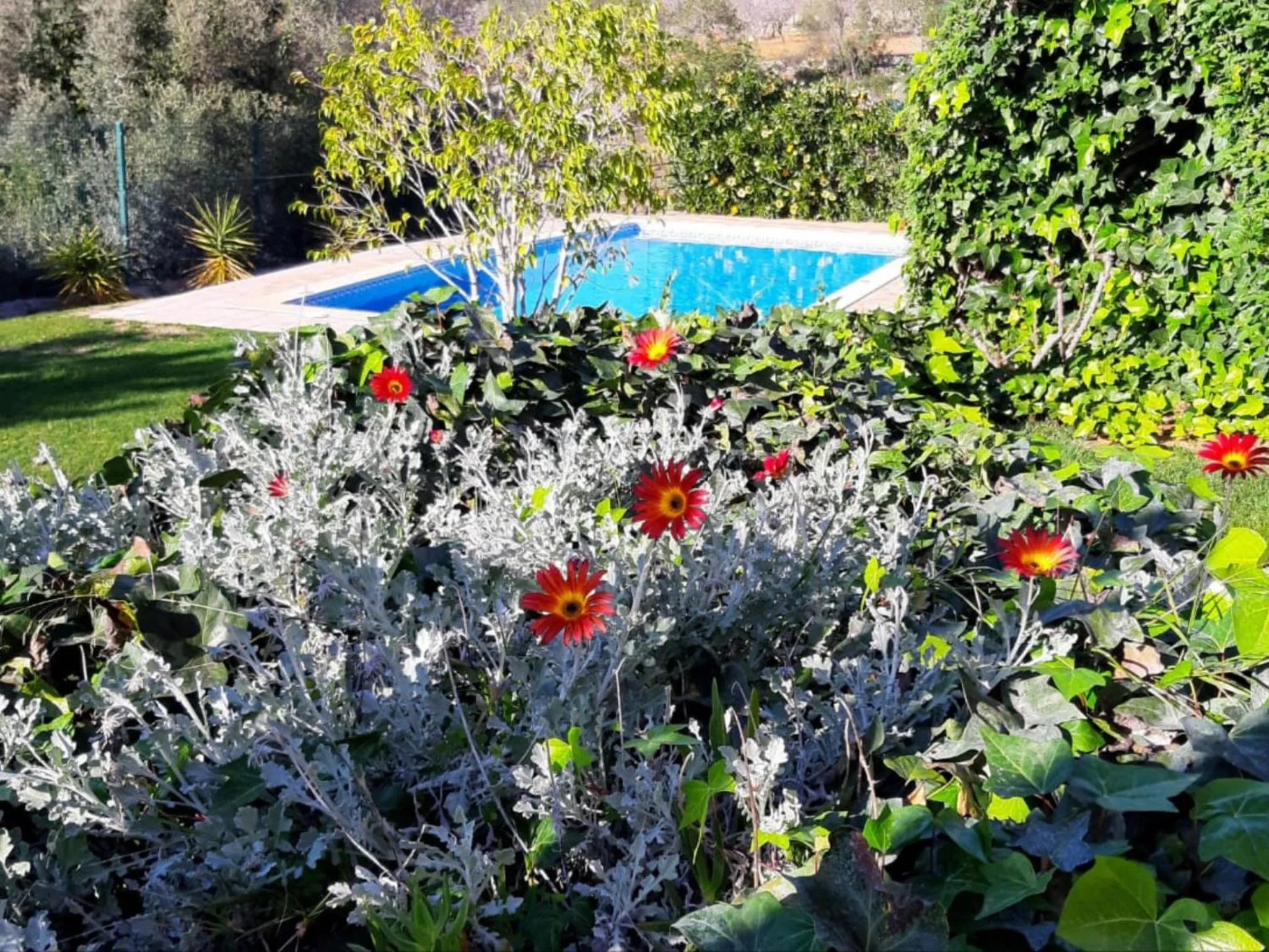 Swimming pool in Villa Tranberg Suites