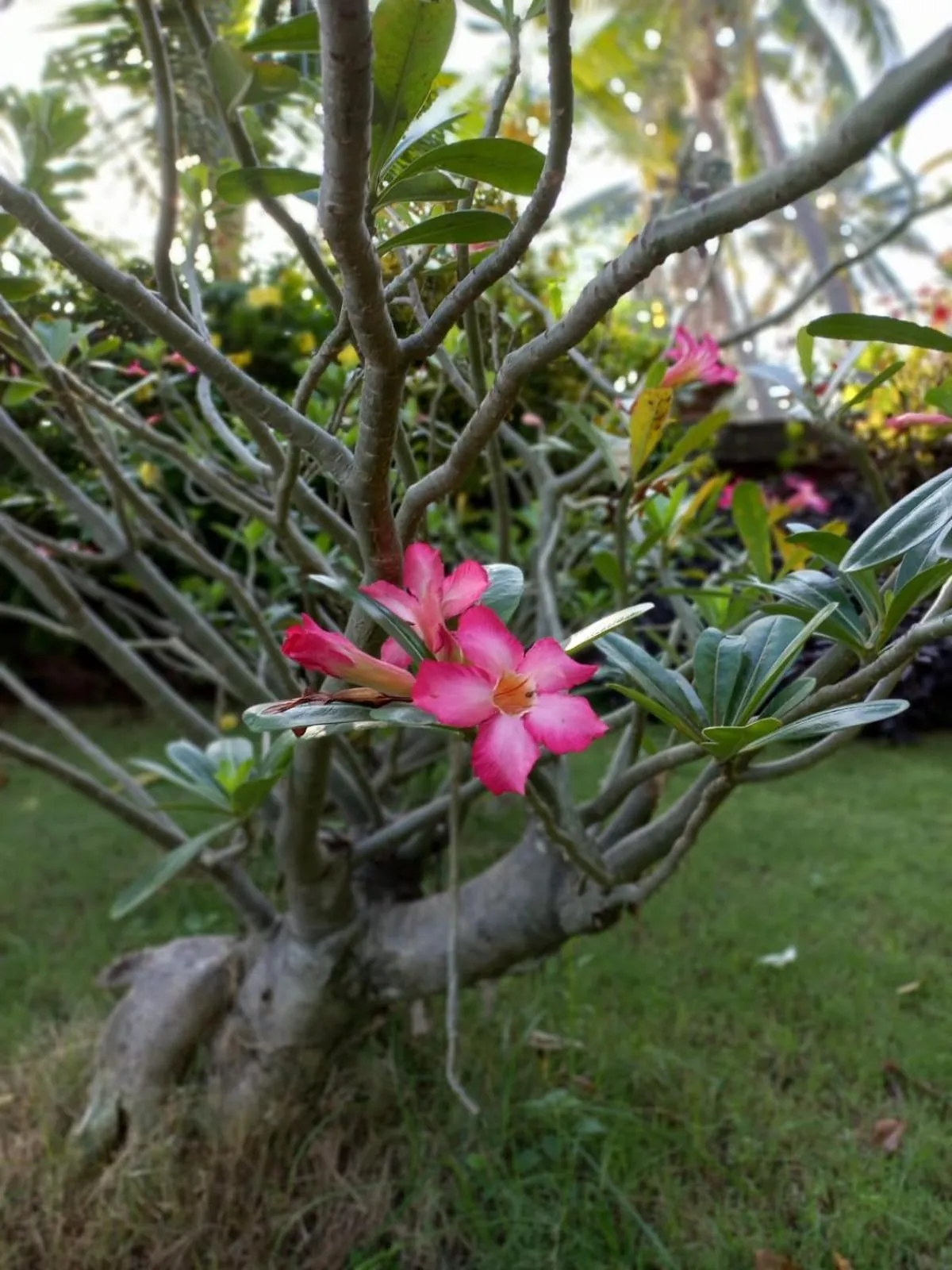 Natural landscape in Bali North Beach B&B