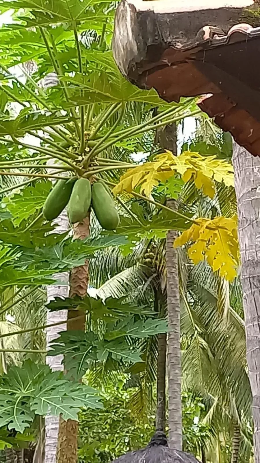 Garden in Bali North Beach B&B