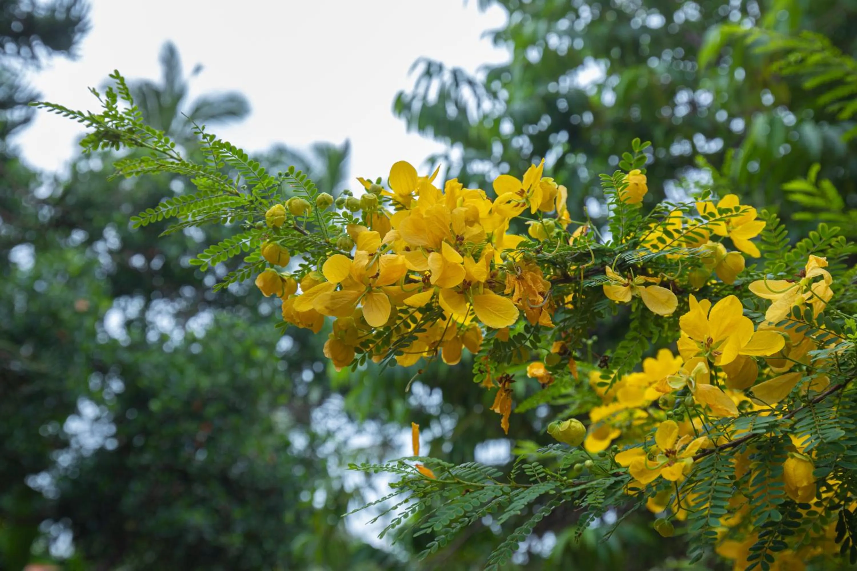 Garden in The Croft Resort - Premium Farm Stay