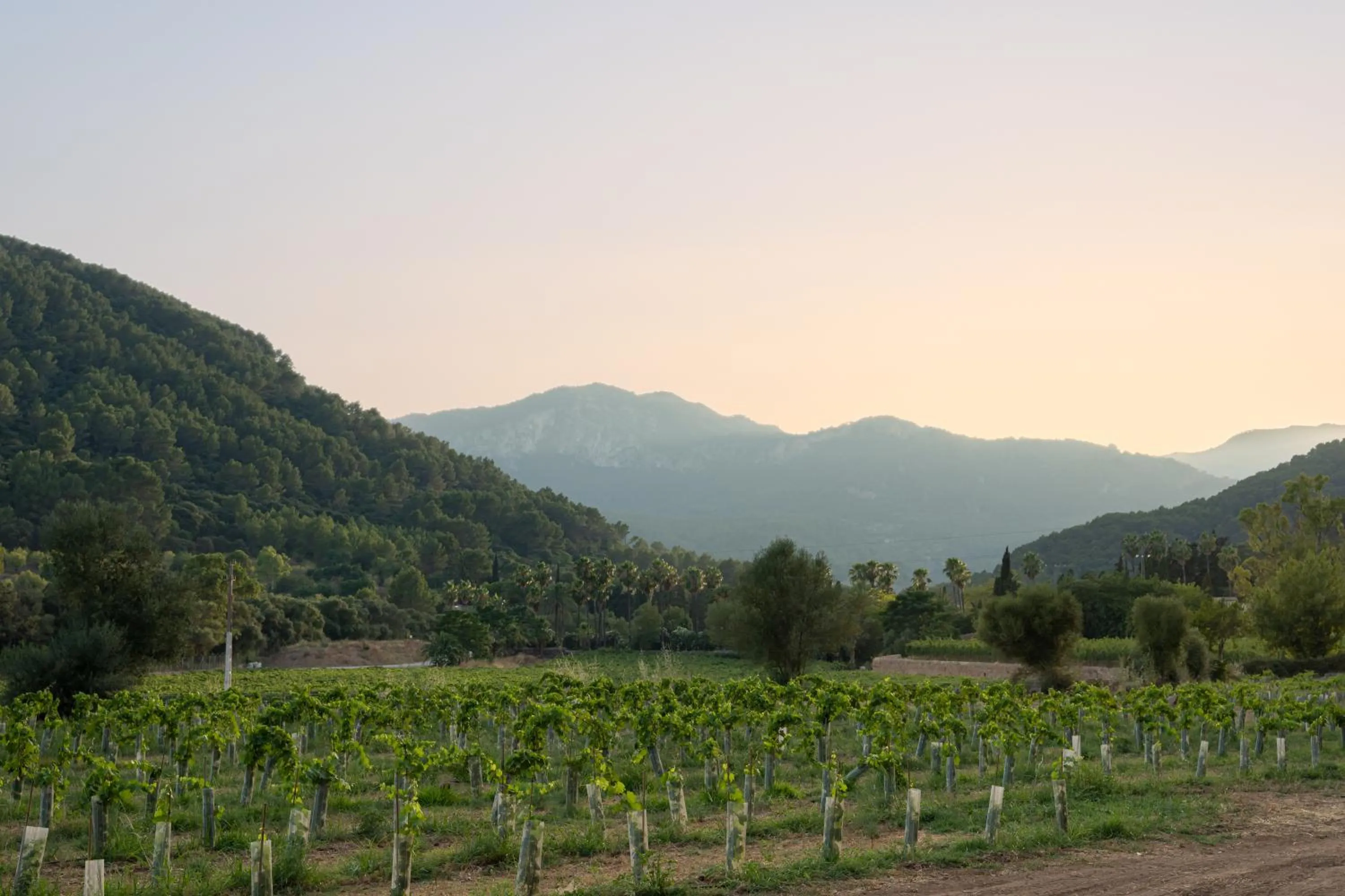 Rondaia, a Winery & Fincahotel-Agroturismo in Tramuntana