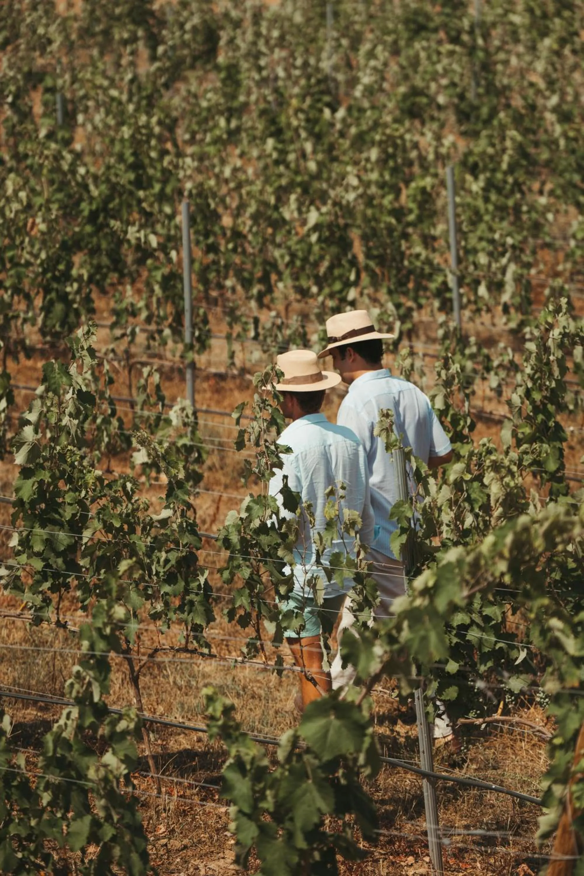 Rondaia, a Winery & Fincahotel-Agroturismo in Tramuntana