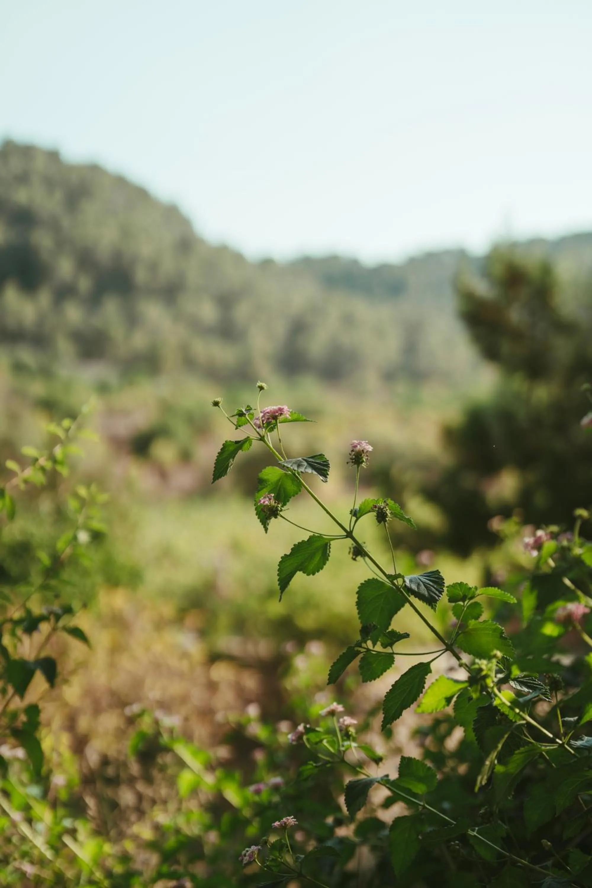 Rondaia, a Winery & Fincahotel-Agroturismo in Tramuntana