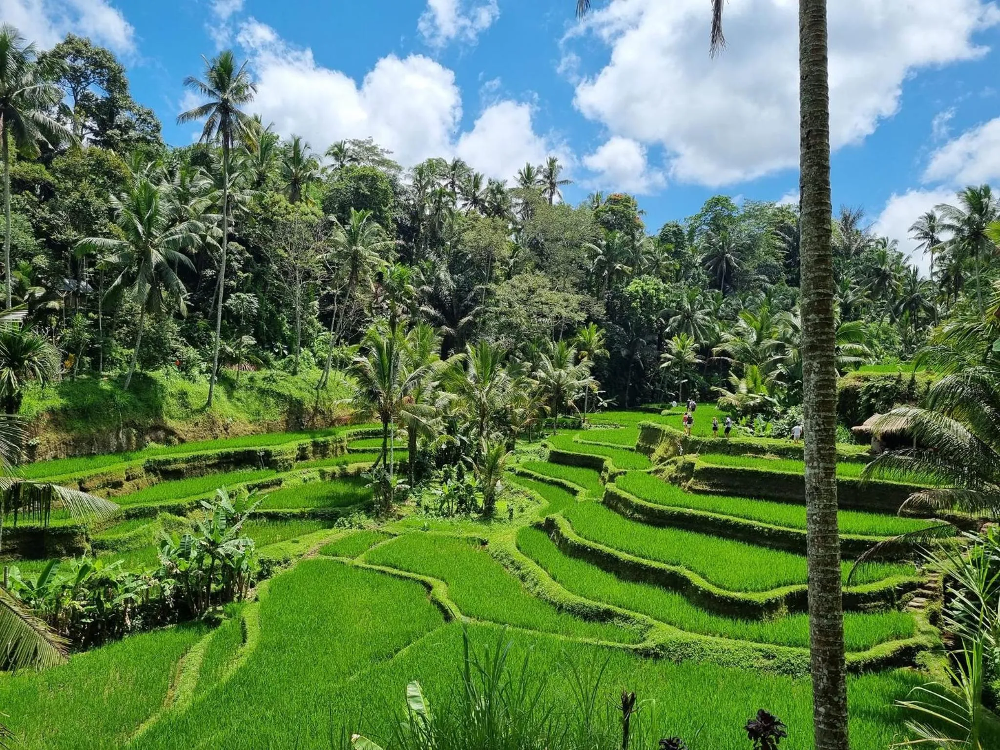 Gongwi Cottages Sidemen