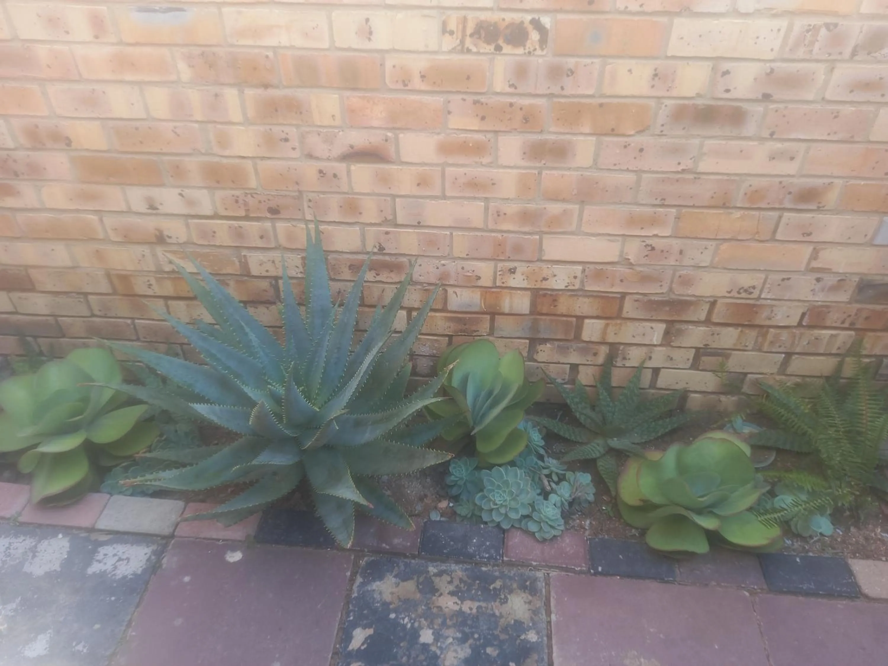 Garden view in Kgatholoha Guest House