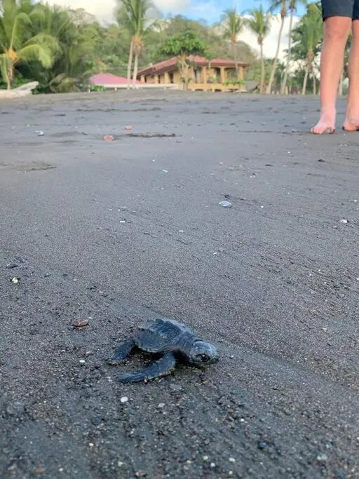Beach in The Backyard Beach House