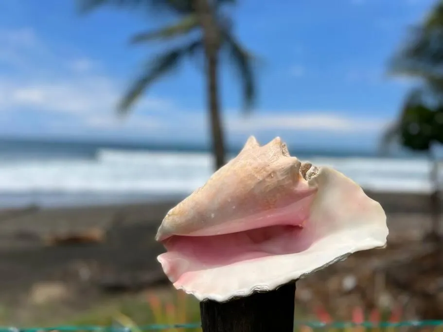 Beach in The Backyard Beach House