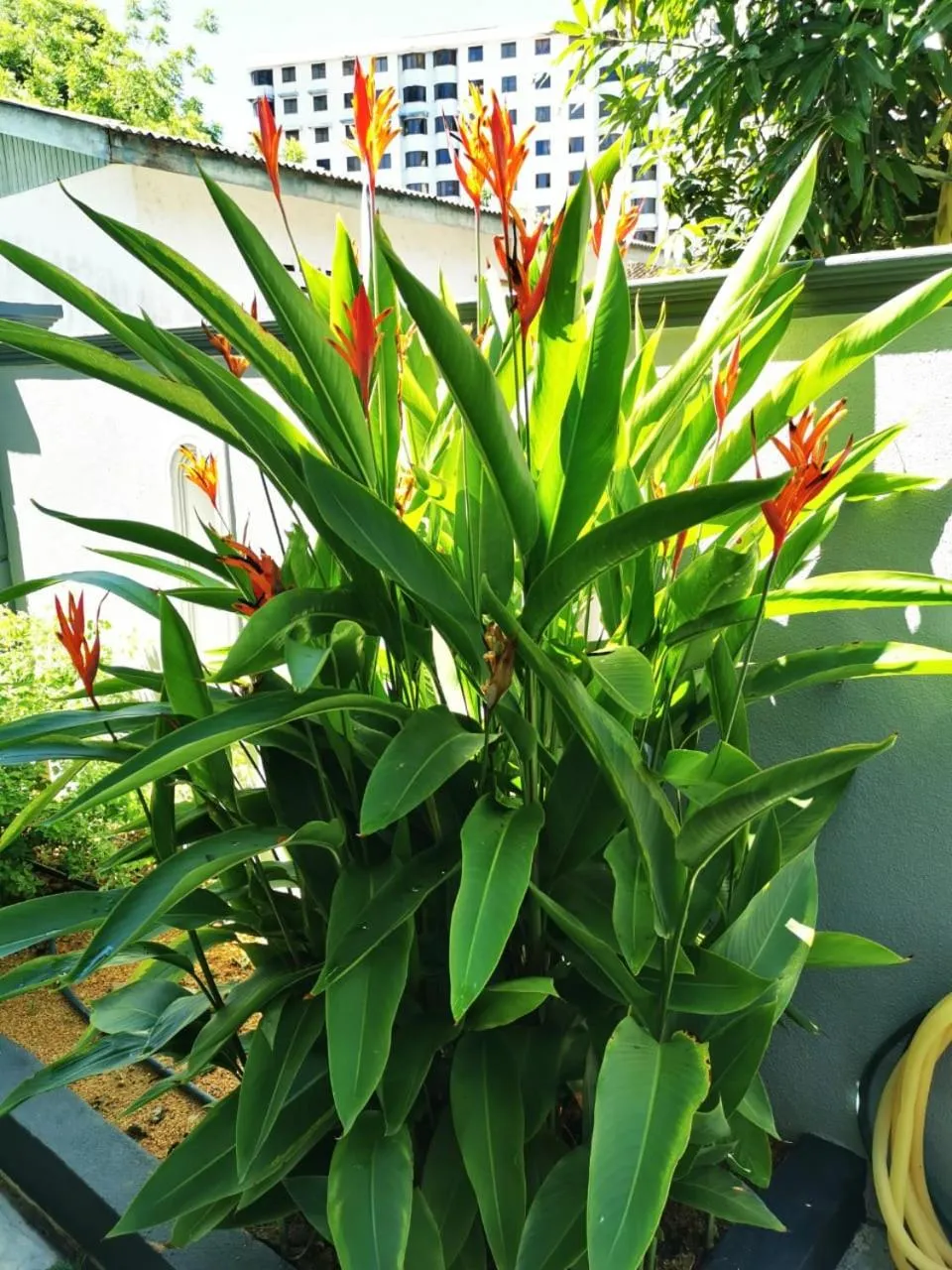 Garden in Surprised Homestay Butterworth