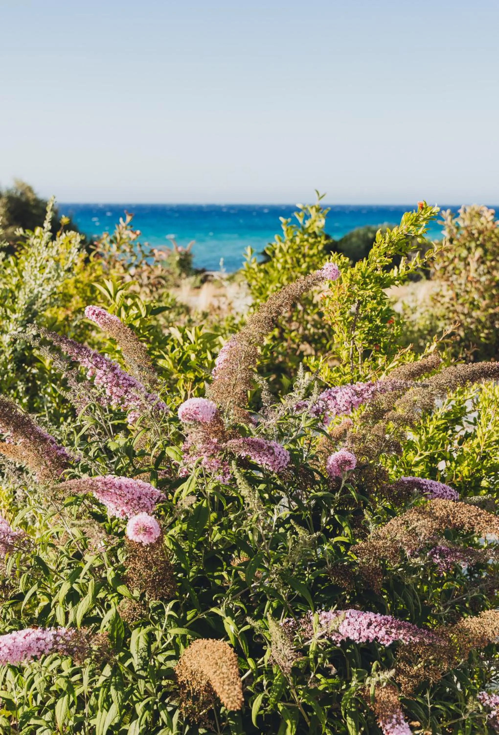 Garden in Casa Paradisu