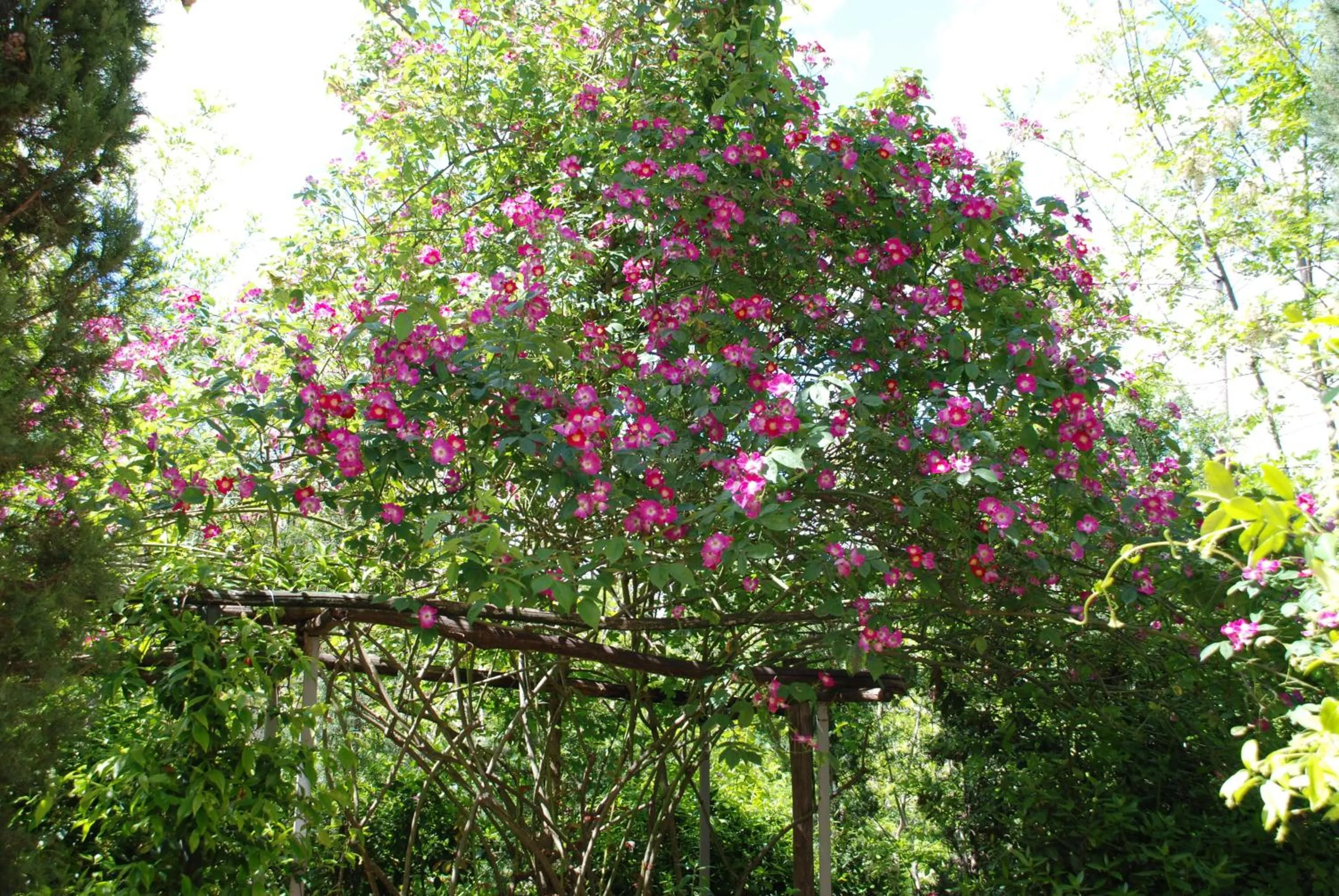 Garden in Il Rondò Boutique Hotel