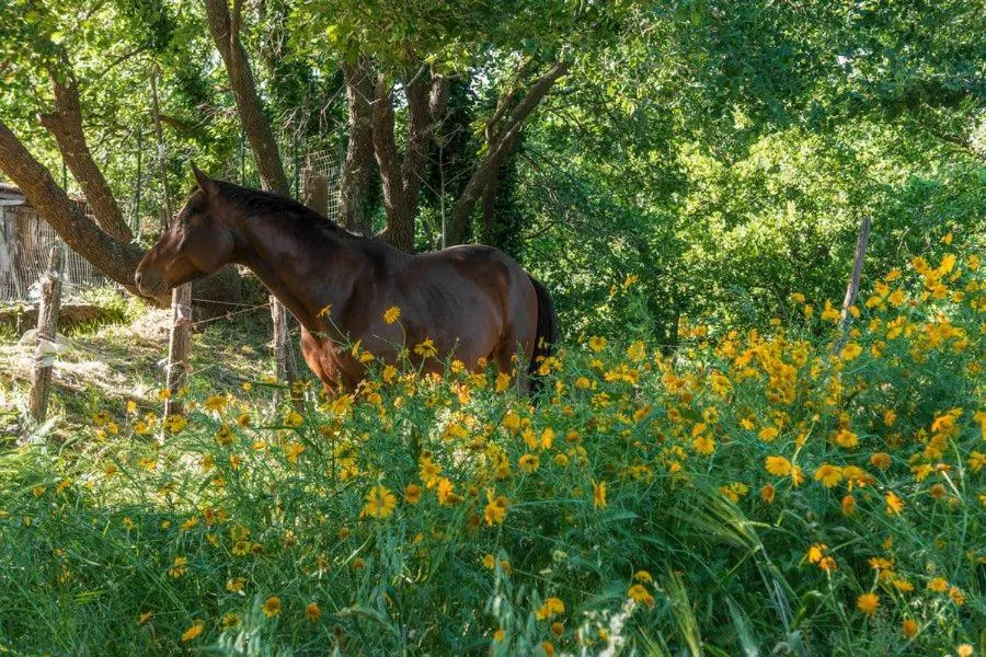 Garden in Bed and Breakfast Il Glicine