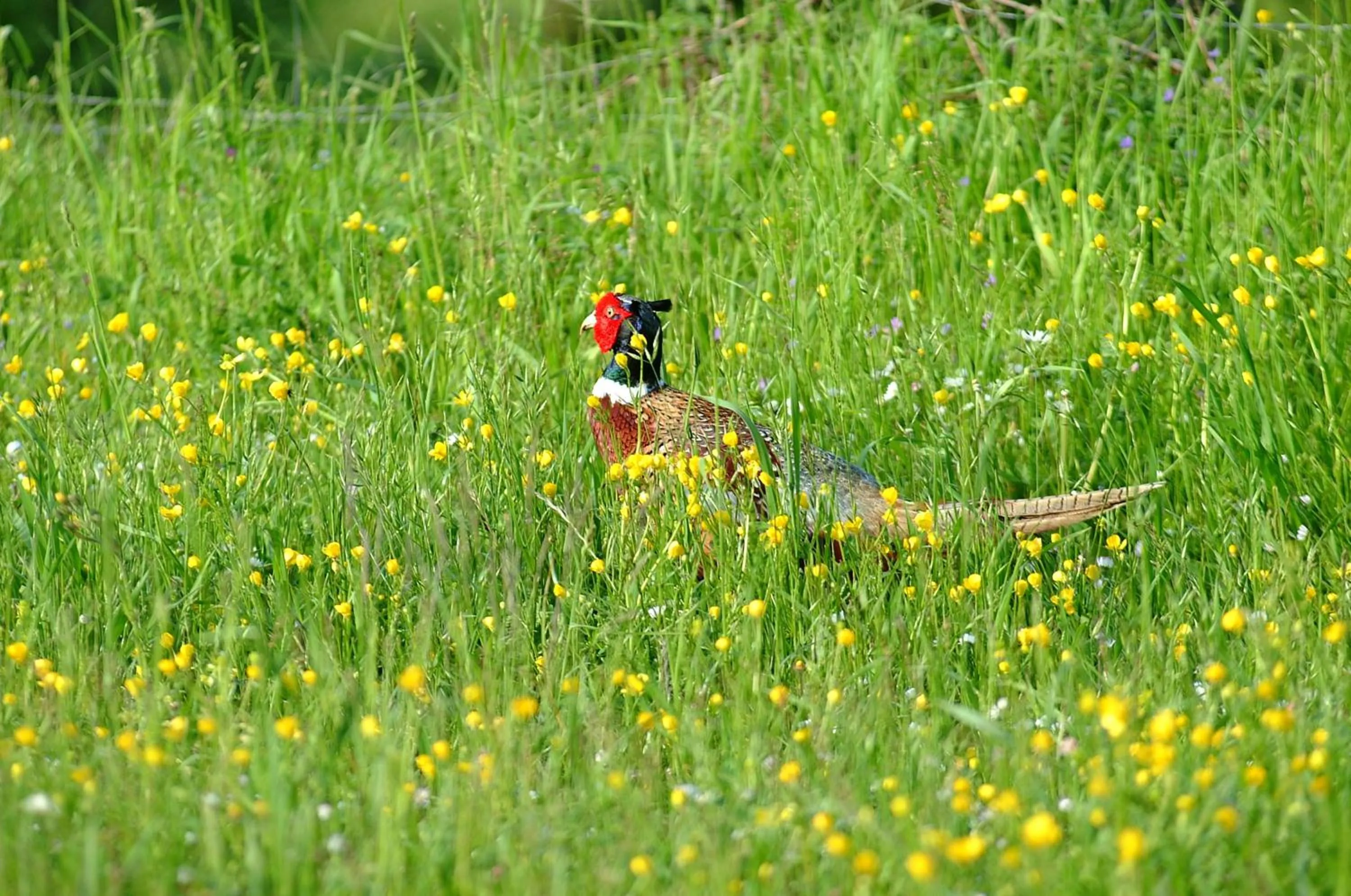 Spring in Bed & Breakfast Al Ponte