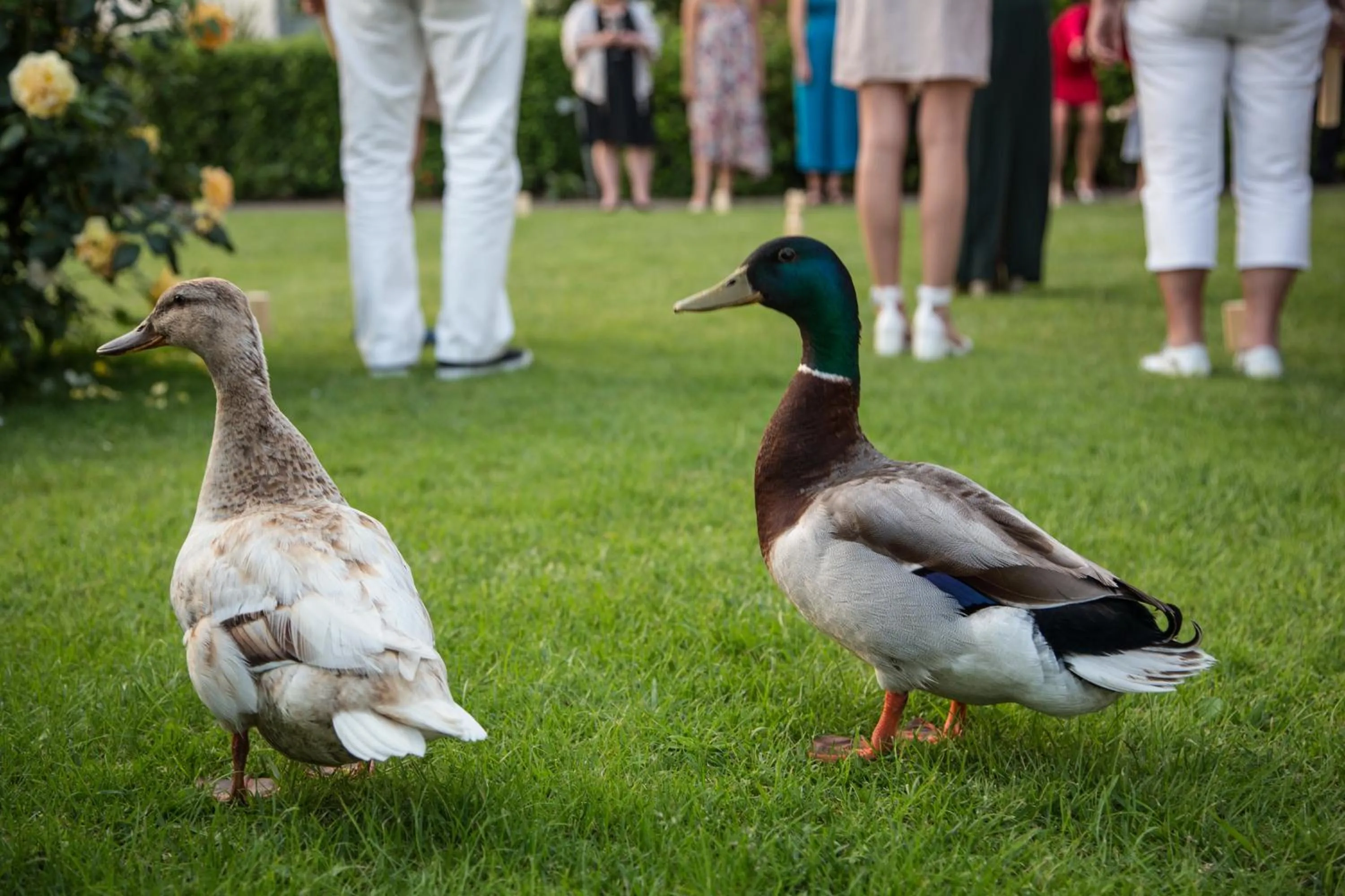Garden in Hotel Rivalago