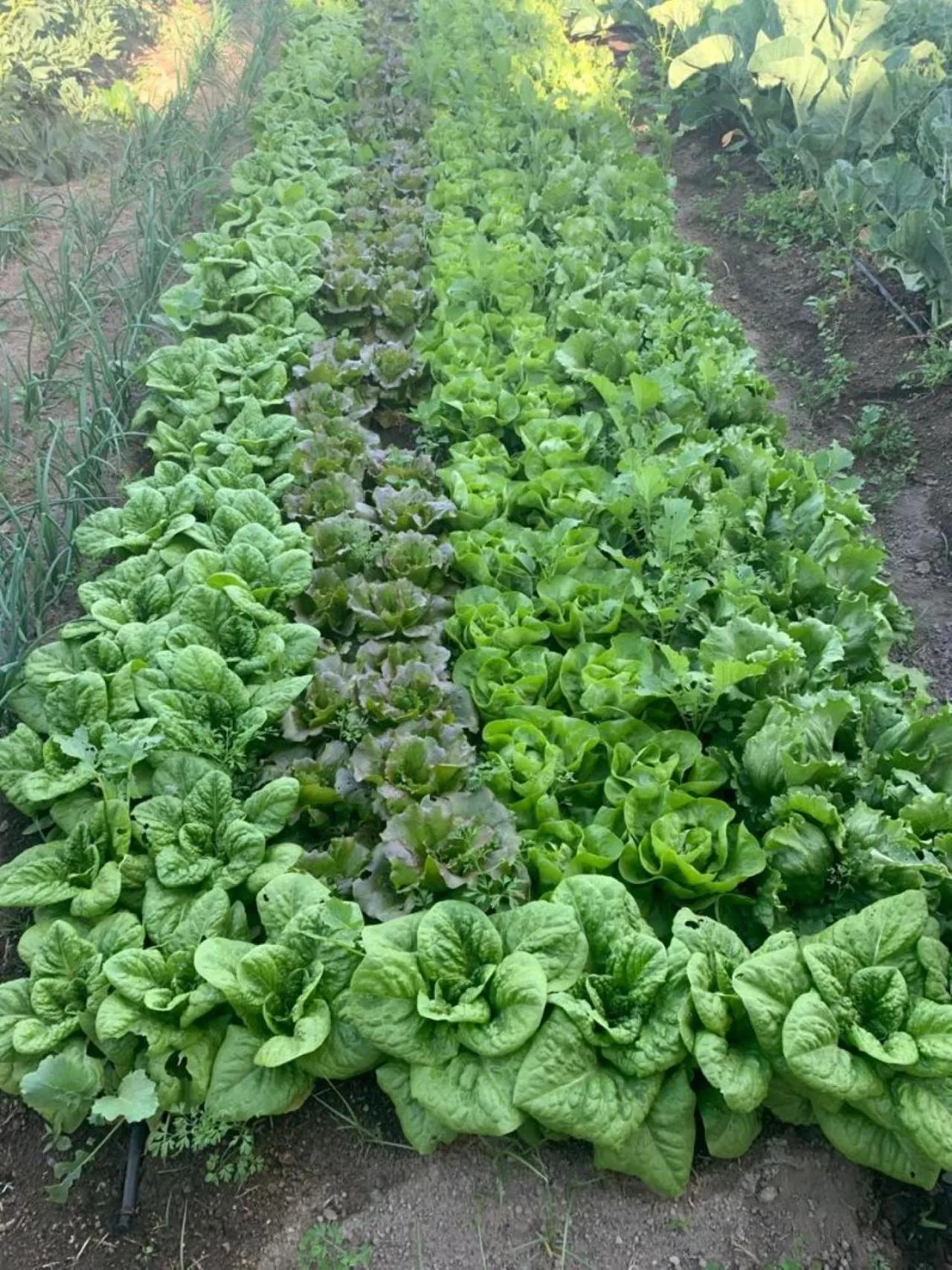 Garden in Hotel Torre Sant'Angelo