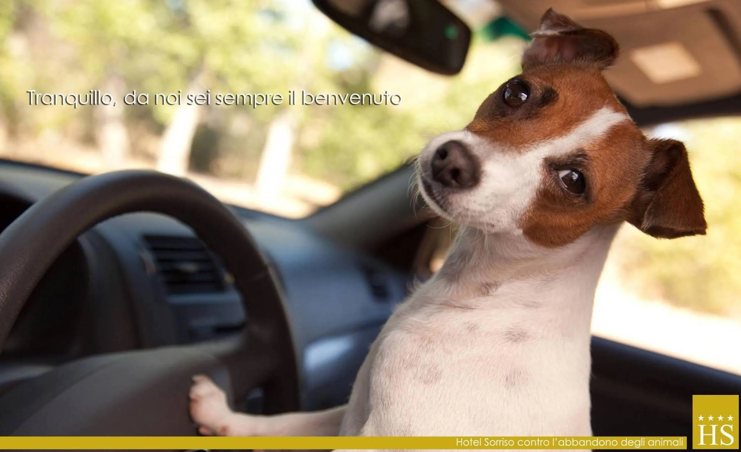 Pets in Hotel Sorriso