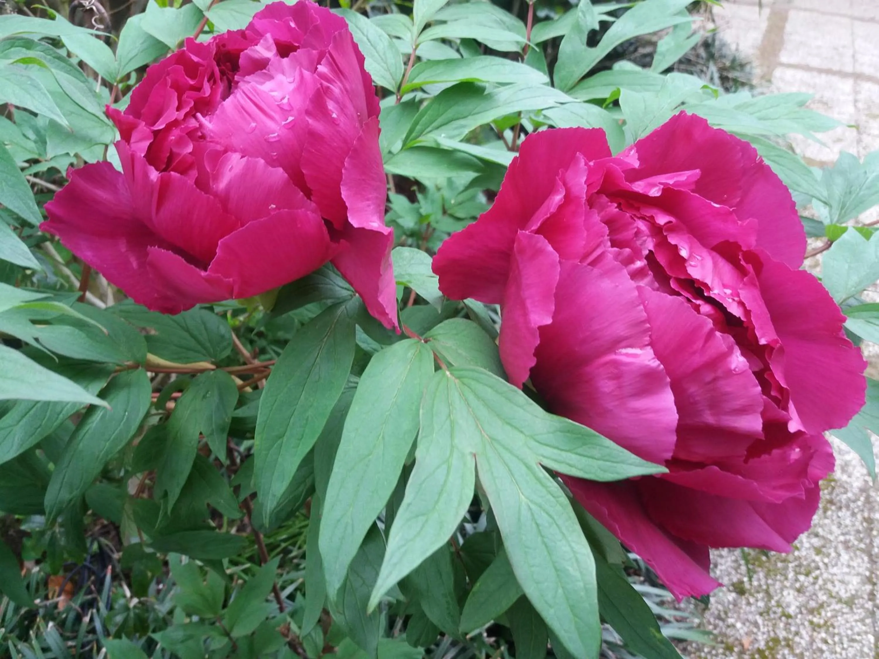 Garden in B&B Jossefin Tuinen