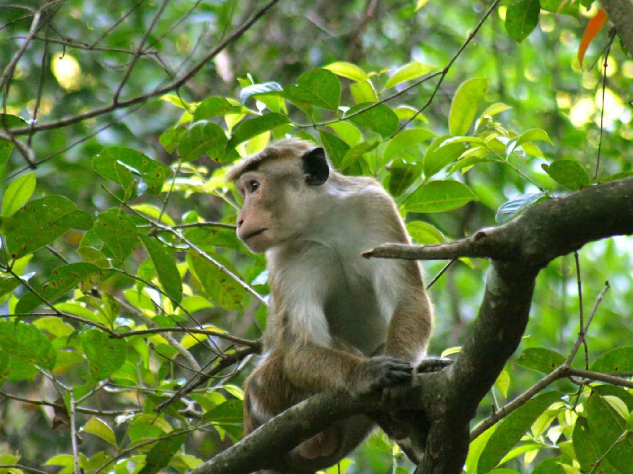 Animals in River Garden Resort