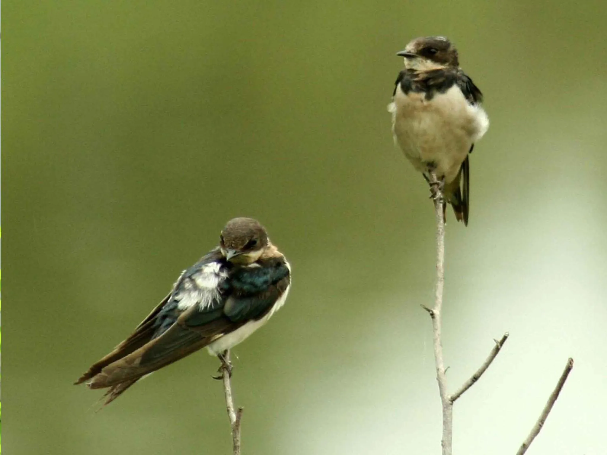 Garden in River Garden Resort