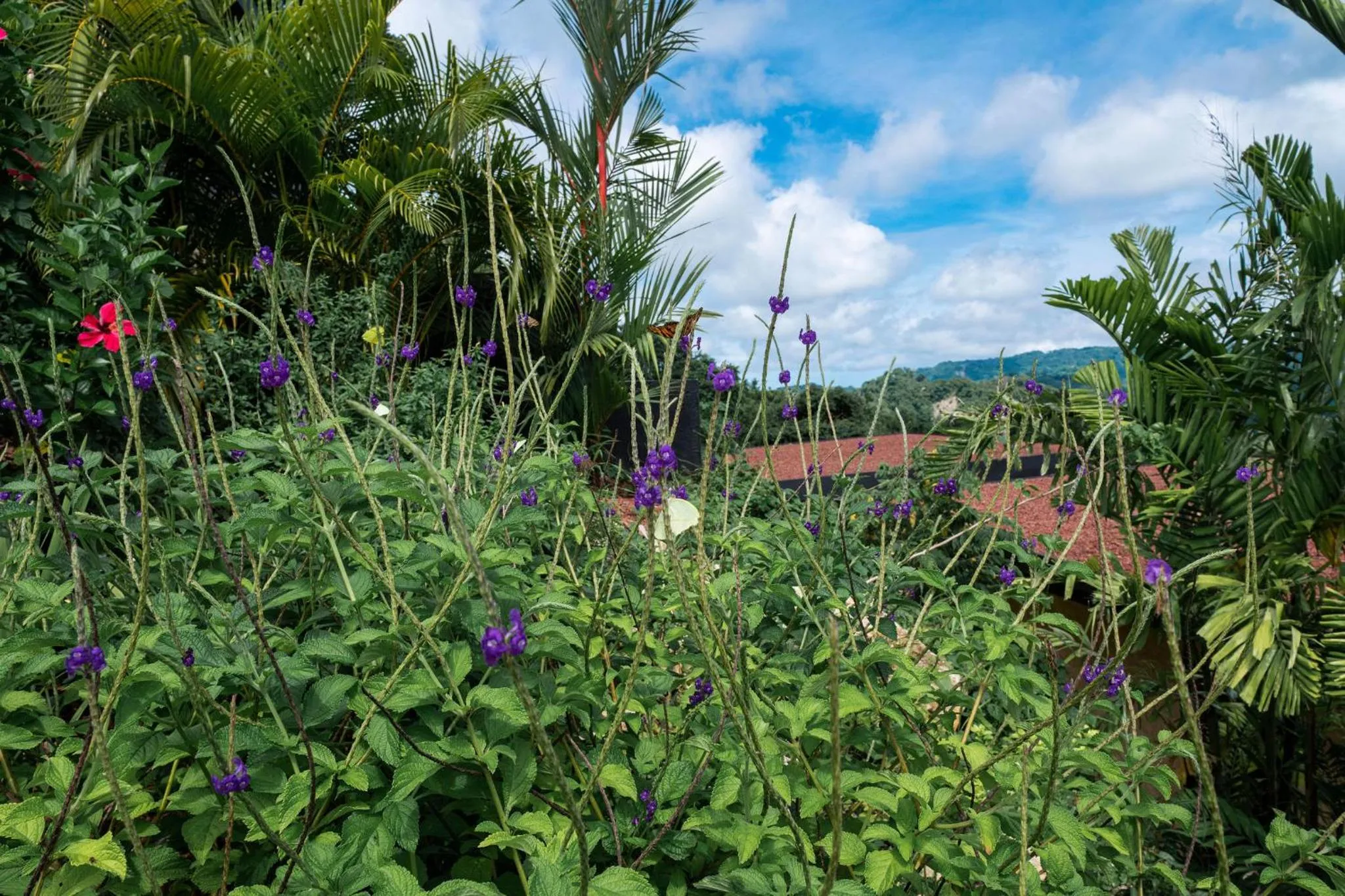 Garden in LALOON Luxury Suites - Adults Only