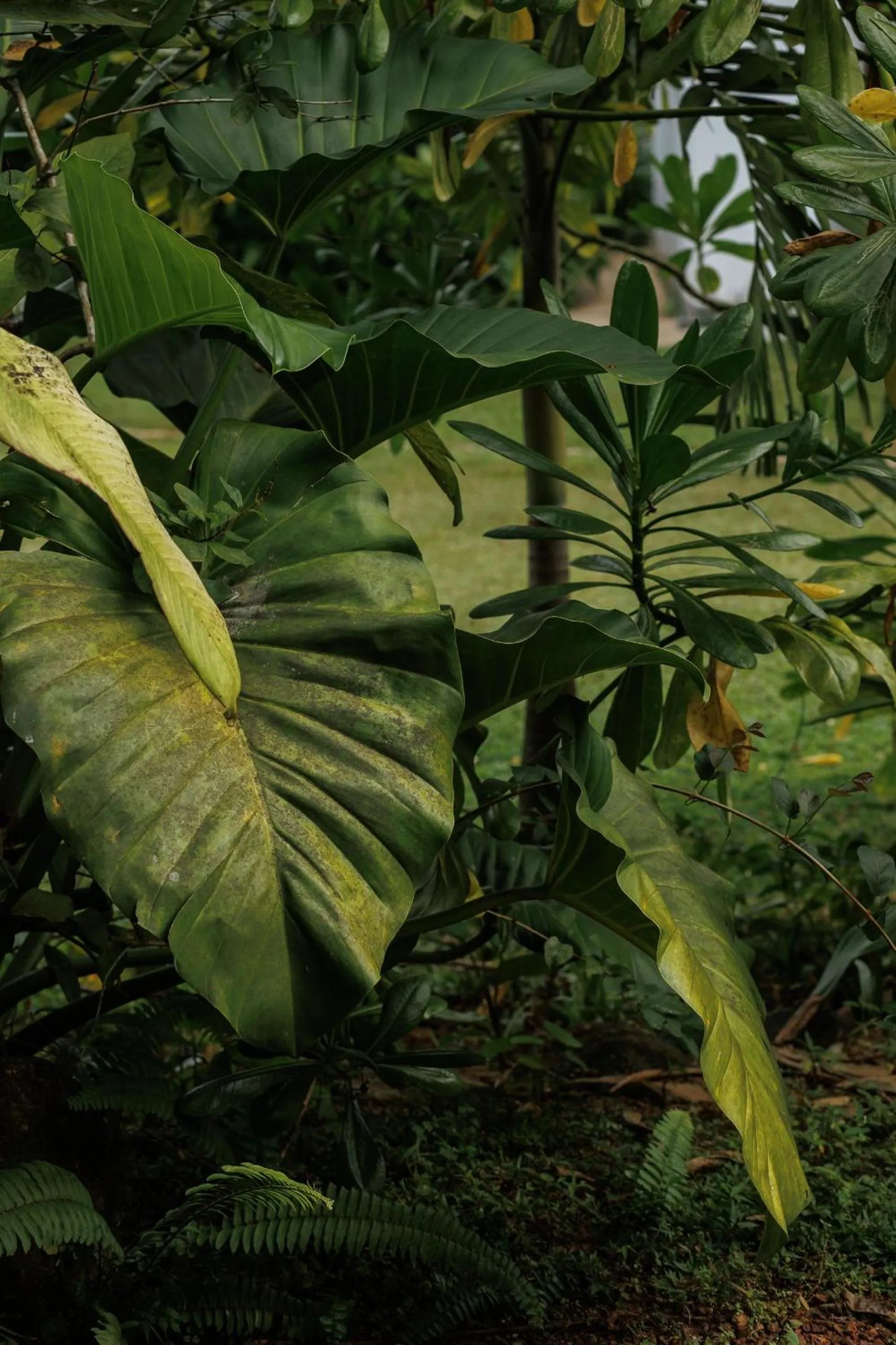 Natural landscape in Villa White Queen Resort & Spa