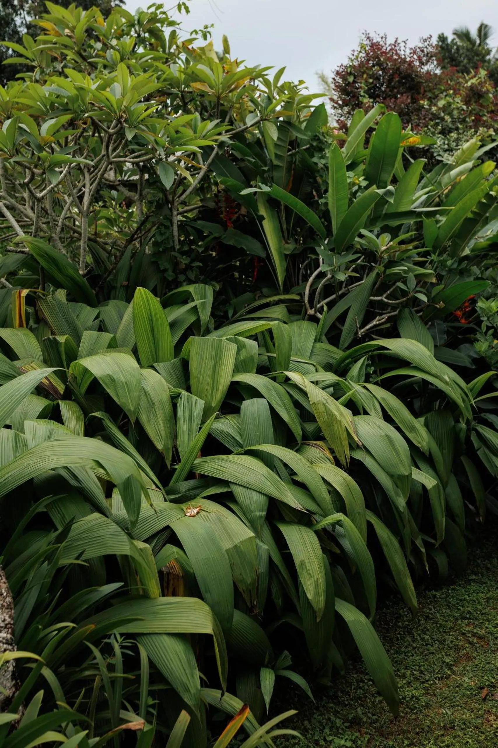 Garden in Villa White Queen Resort & Spa