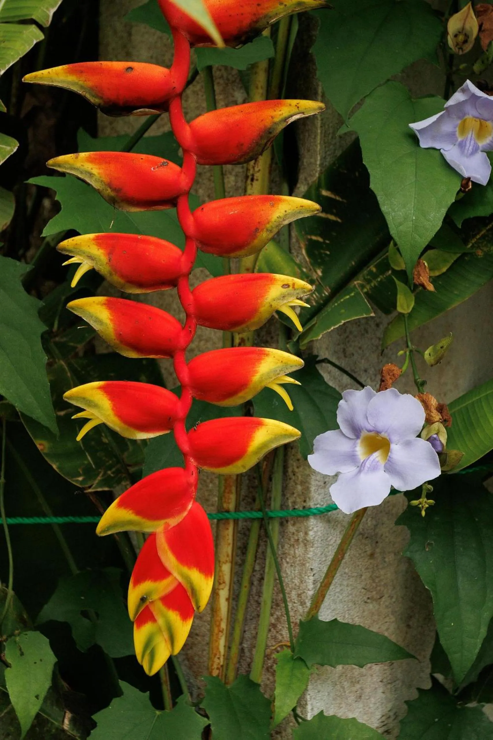 Garden in Villa White Queen Resort & Spa