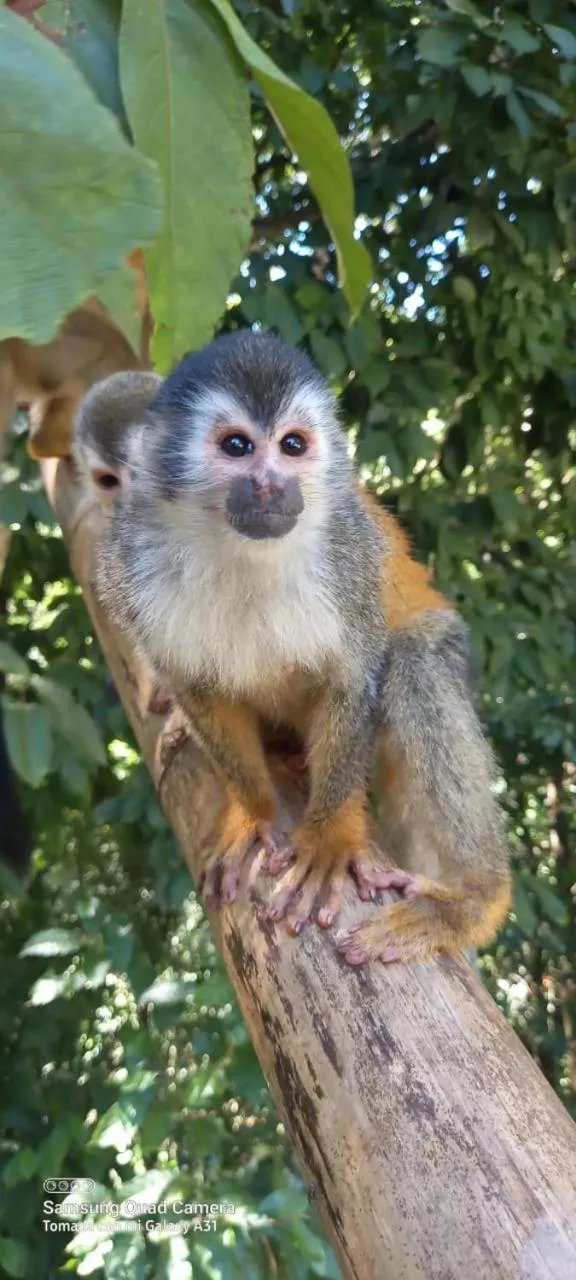 Animals in Grand Park Manuel Antonio - Adults Only