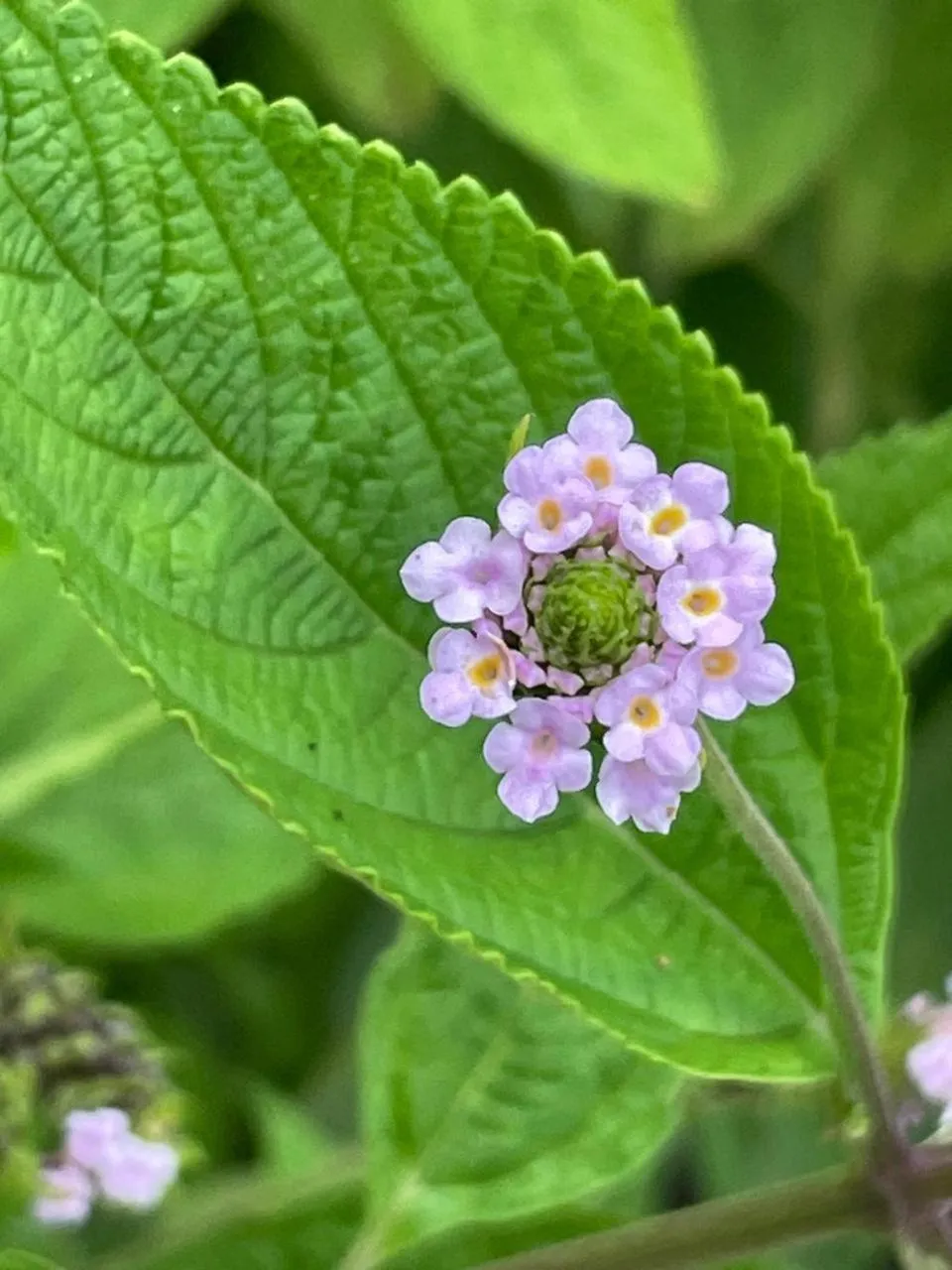 Garden in Grand Park Manuel Antonio - Adults Only