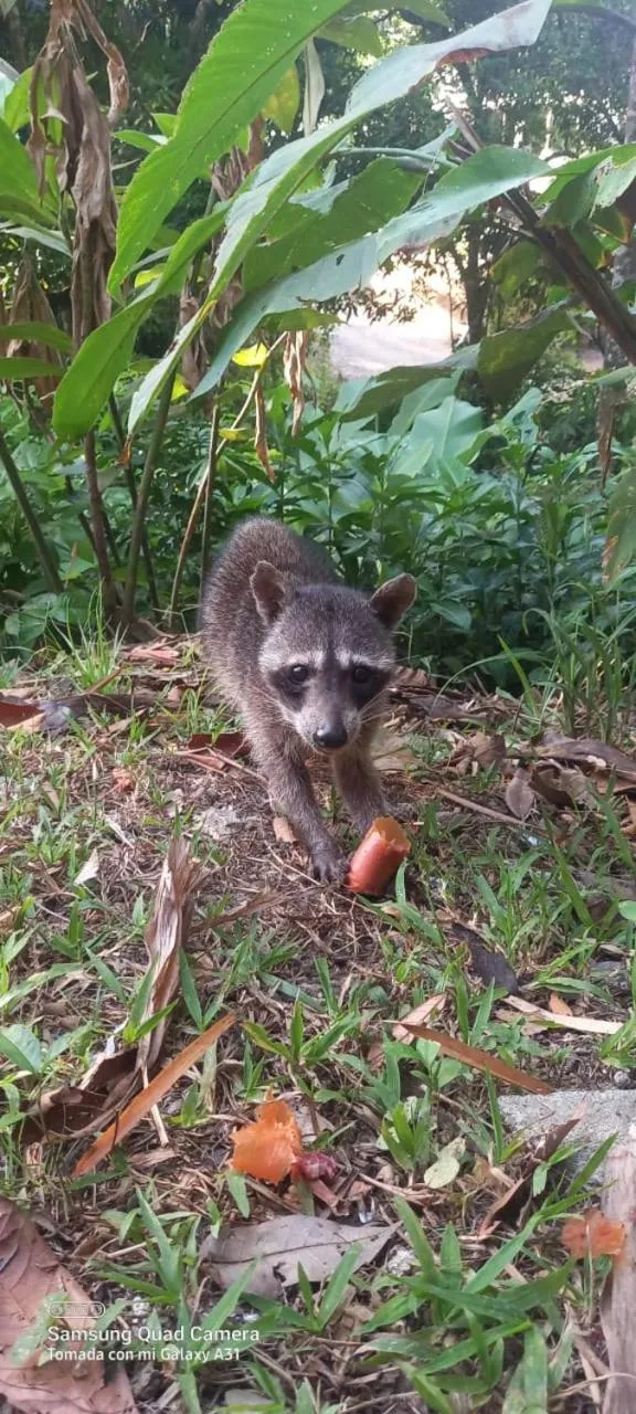 Animals in Grand Park Manuel Antonio - Adults Only