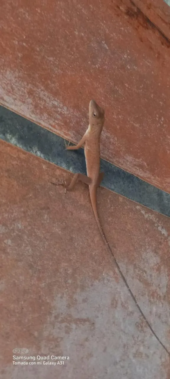 Animals in Grand Park Manuel Antonio - Adults Only