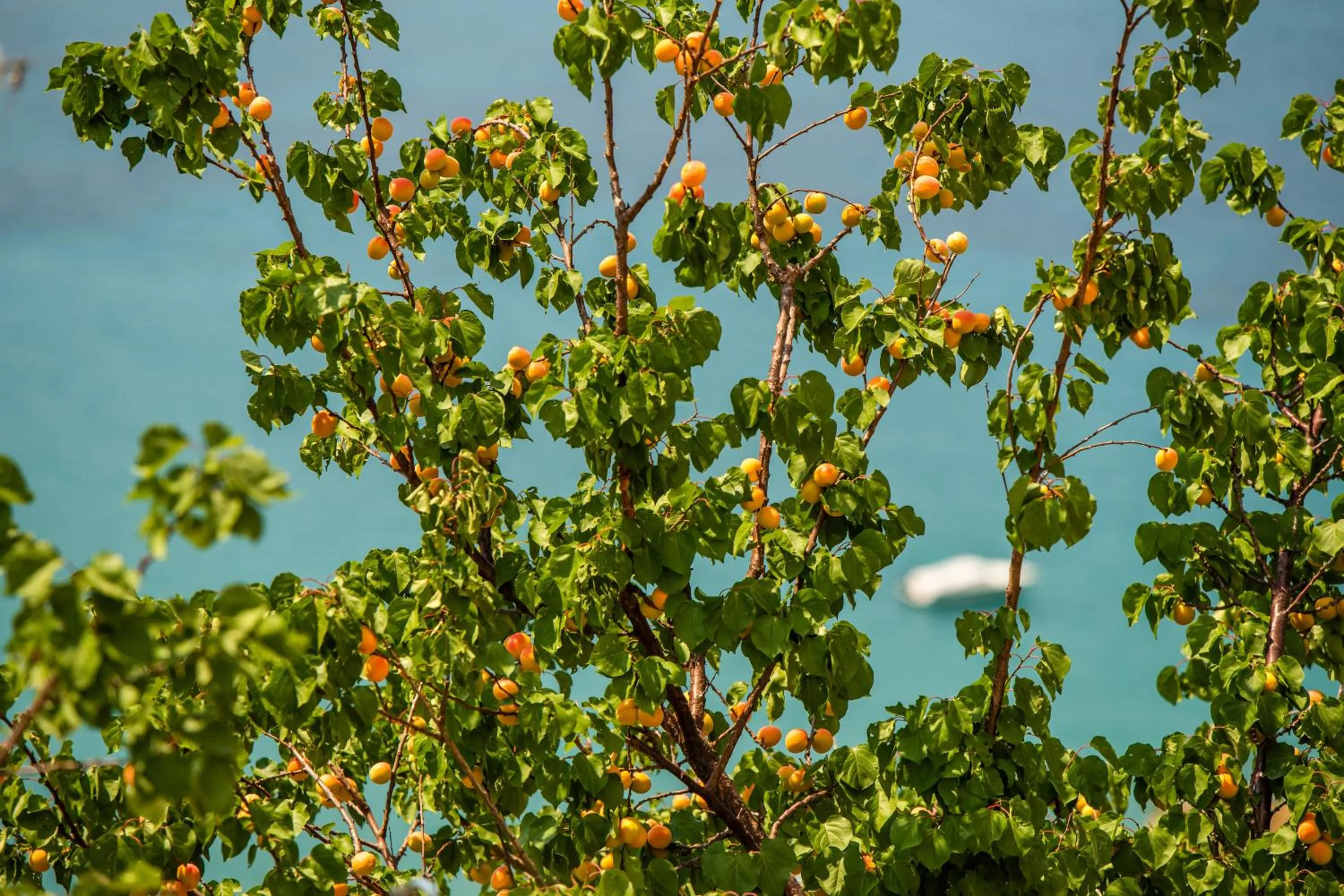 Natural landscape in Manifest Boutique Hotel