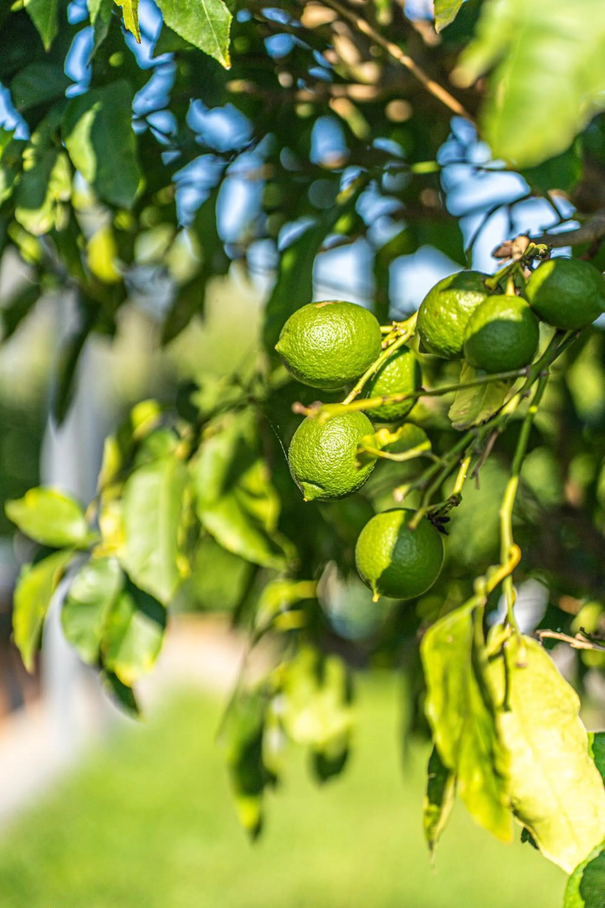 Garden in Le Ville Relais