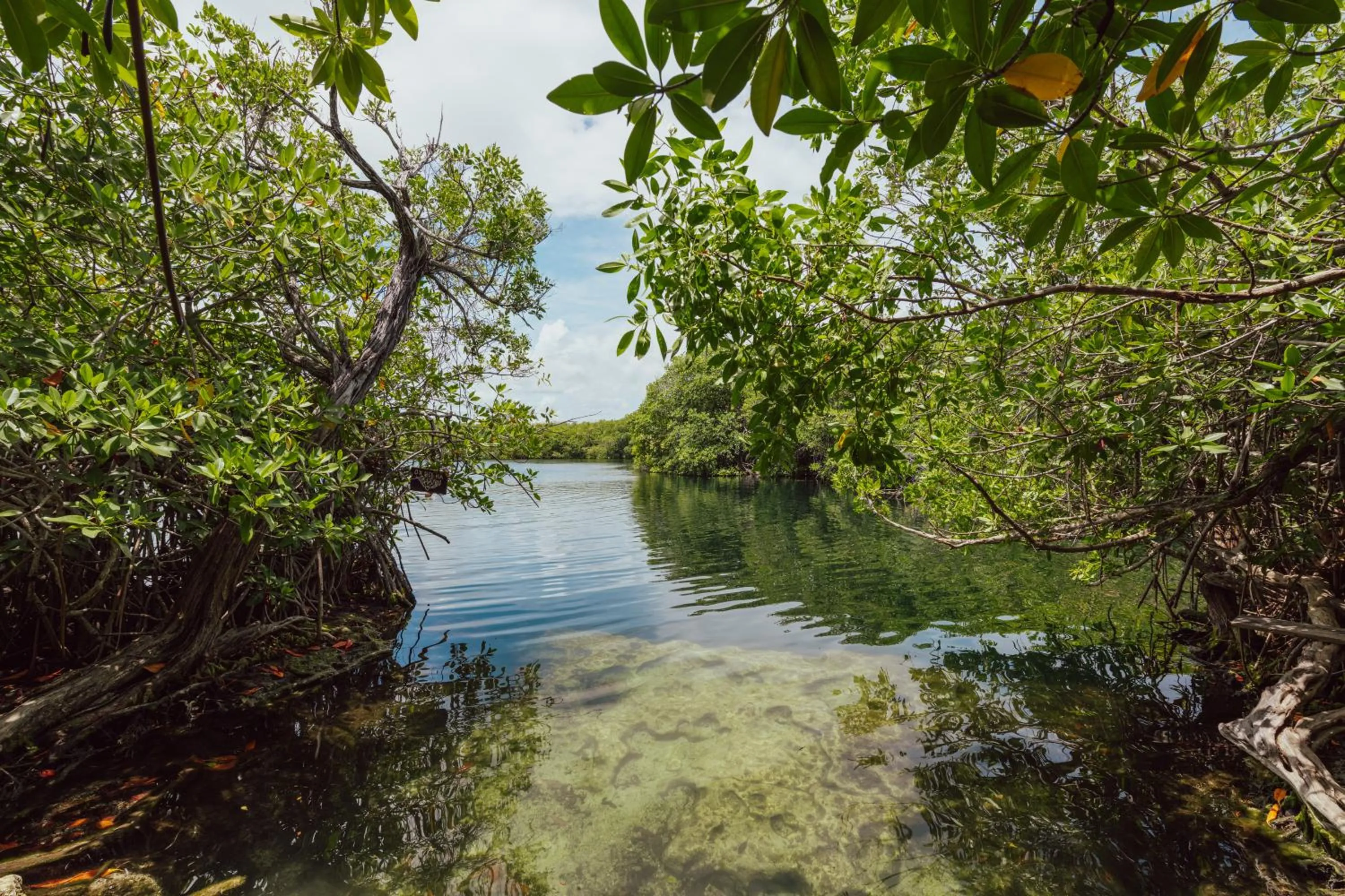 Natural landscape in Yaxchen Tulum Cabañas & Cenote
