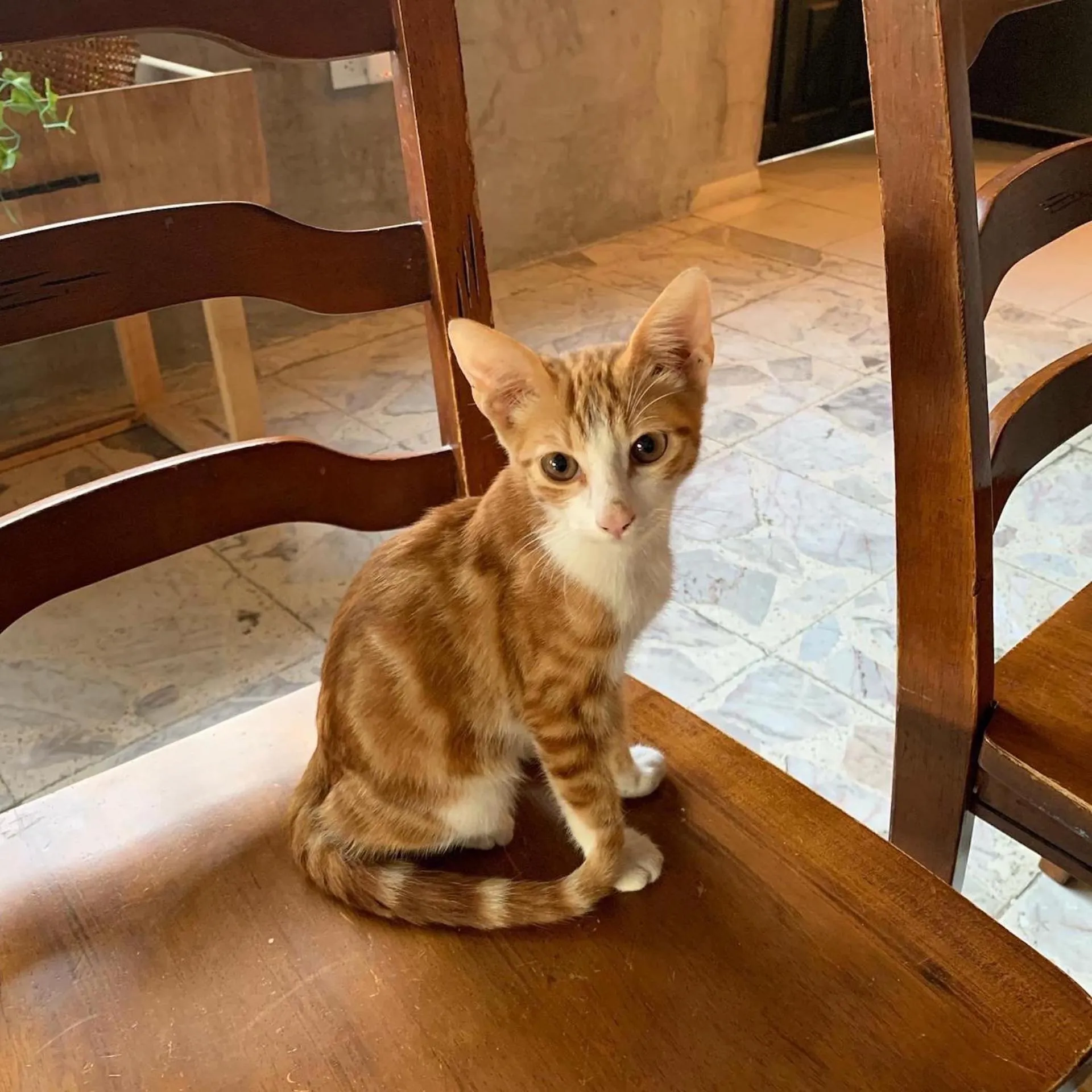 Pets in Desert Heart Hostel