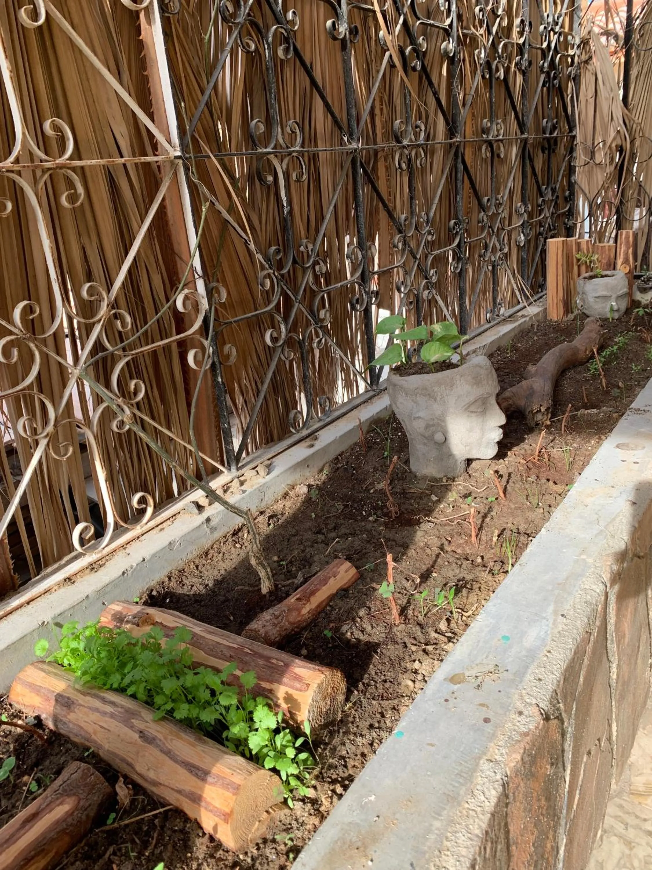 Garden in Desert Heart Hostel