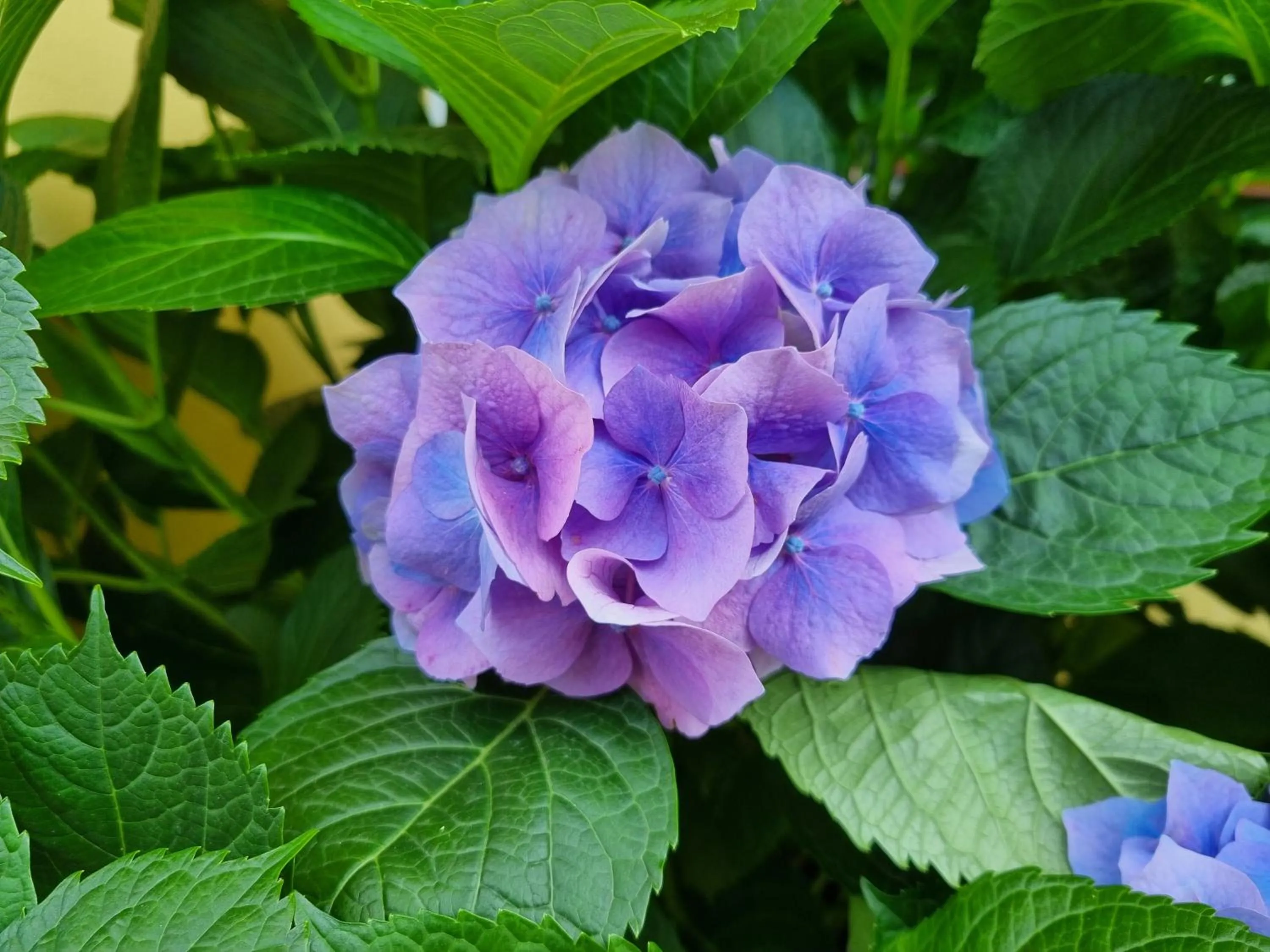Garden in Il Ruscello