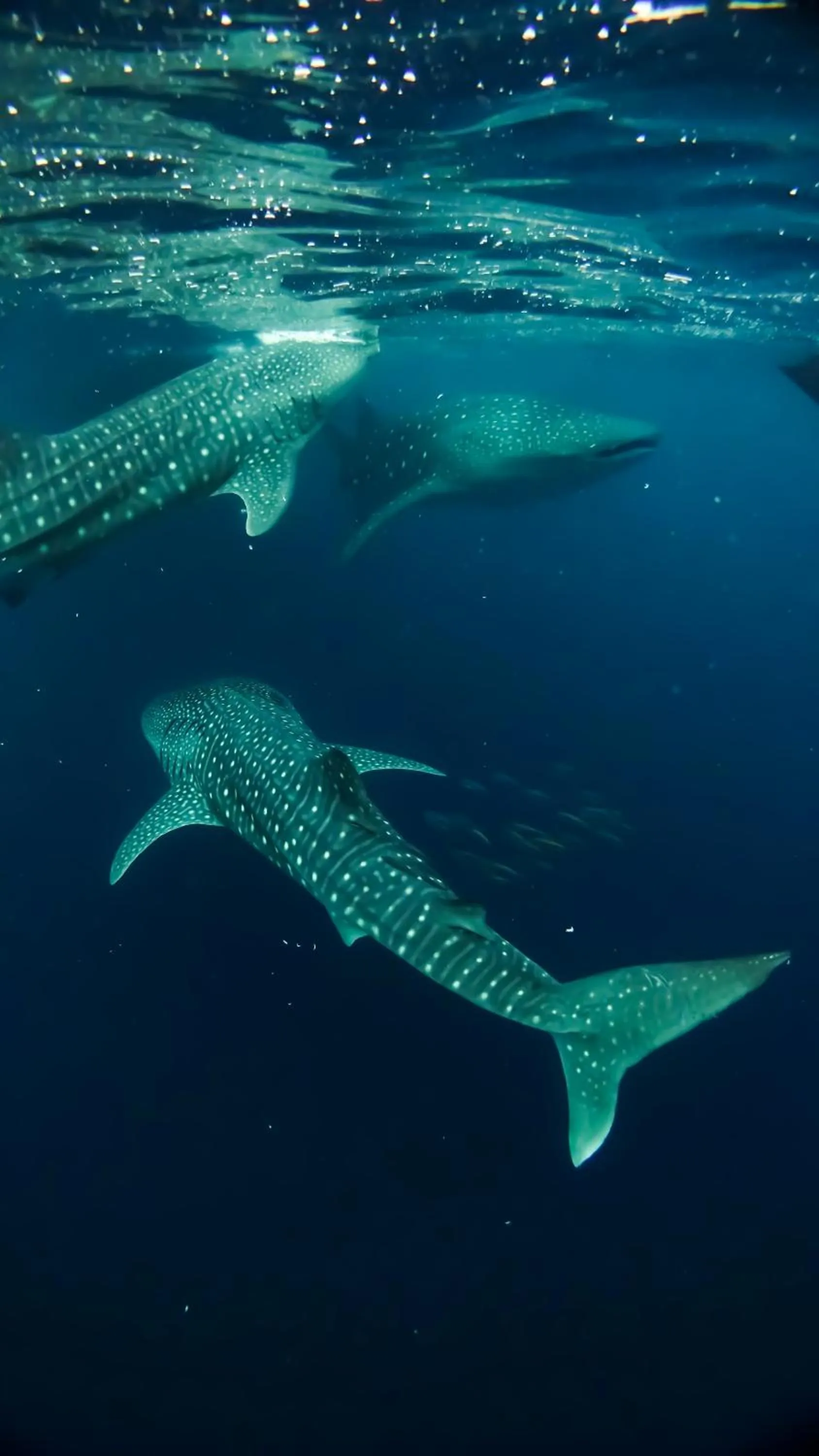 Kirana Retreat - Beach Front Resort