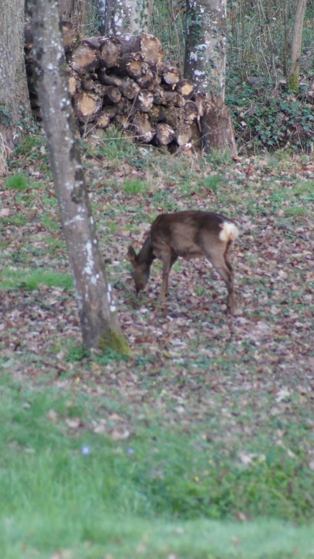Natural landscape in Le moulin du Mesnil