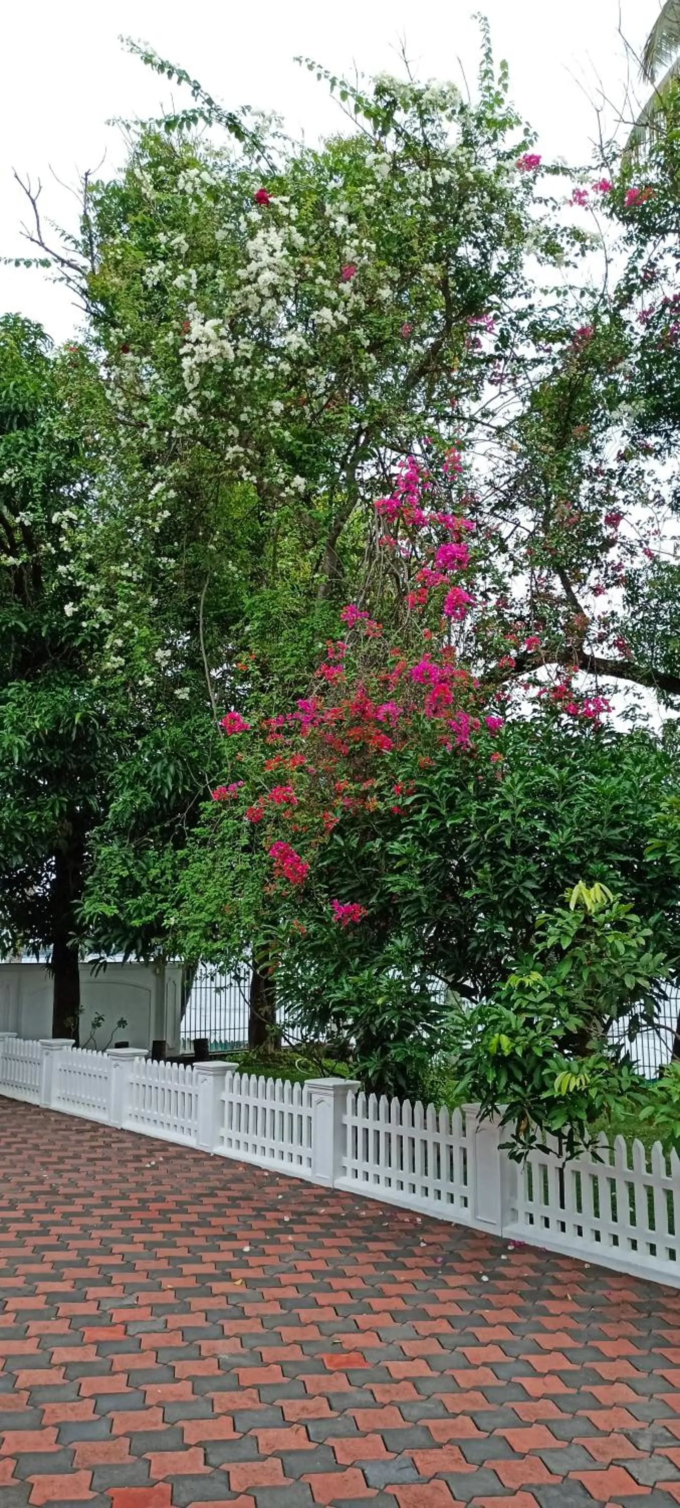 Garden in Vaiga Homes