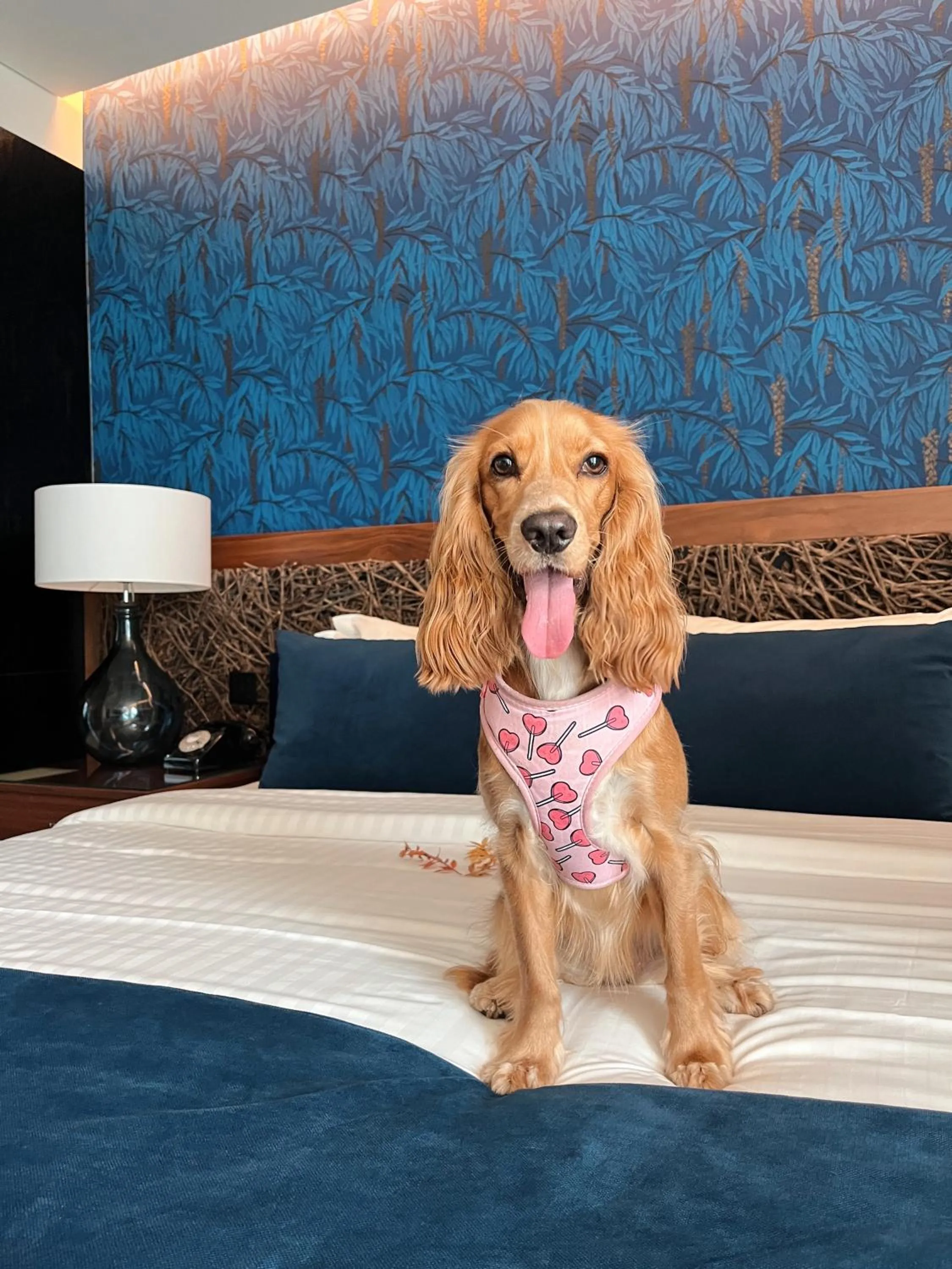 pet friendly in Hotel Cotto do Gatto
