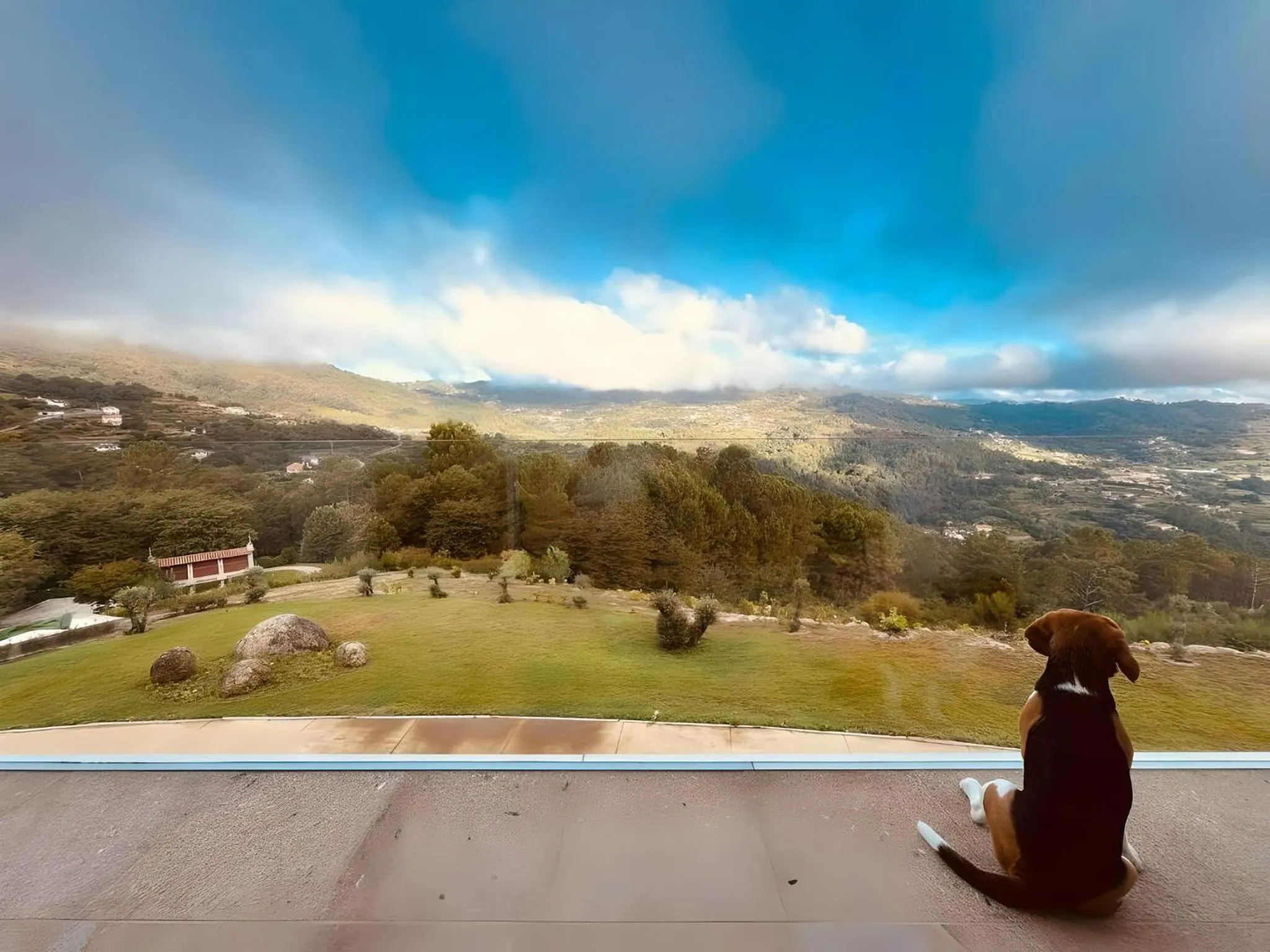 Pets in Hotel Cotto do Gatto