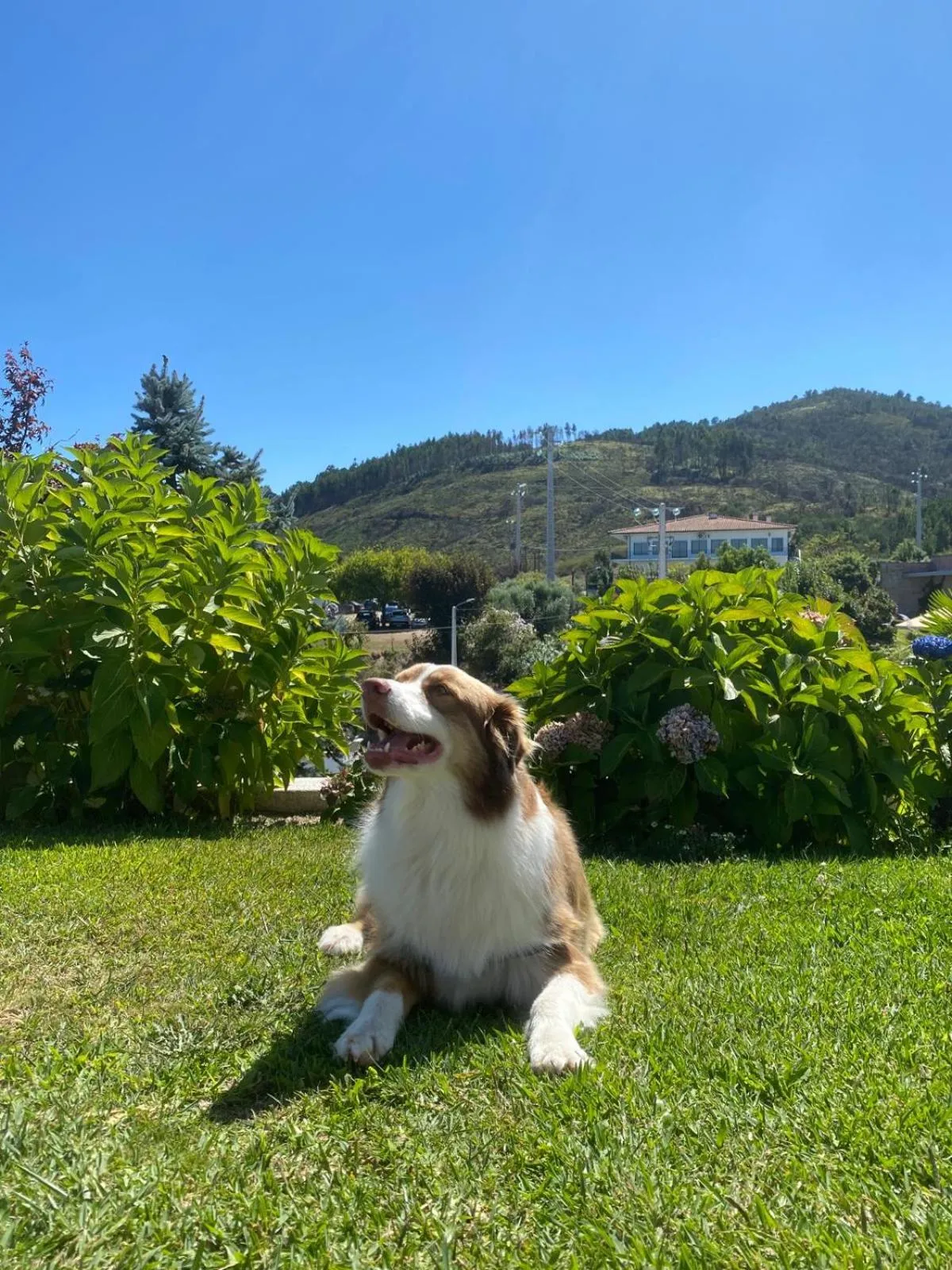 Pets in Hotel Cotto do Gatto