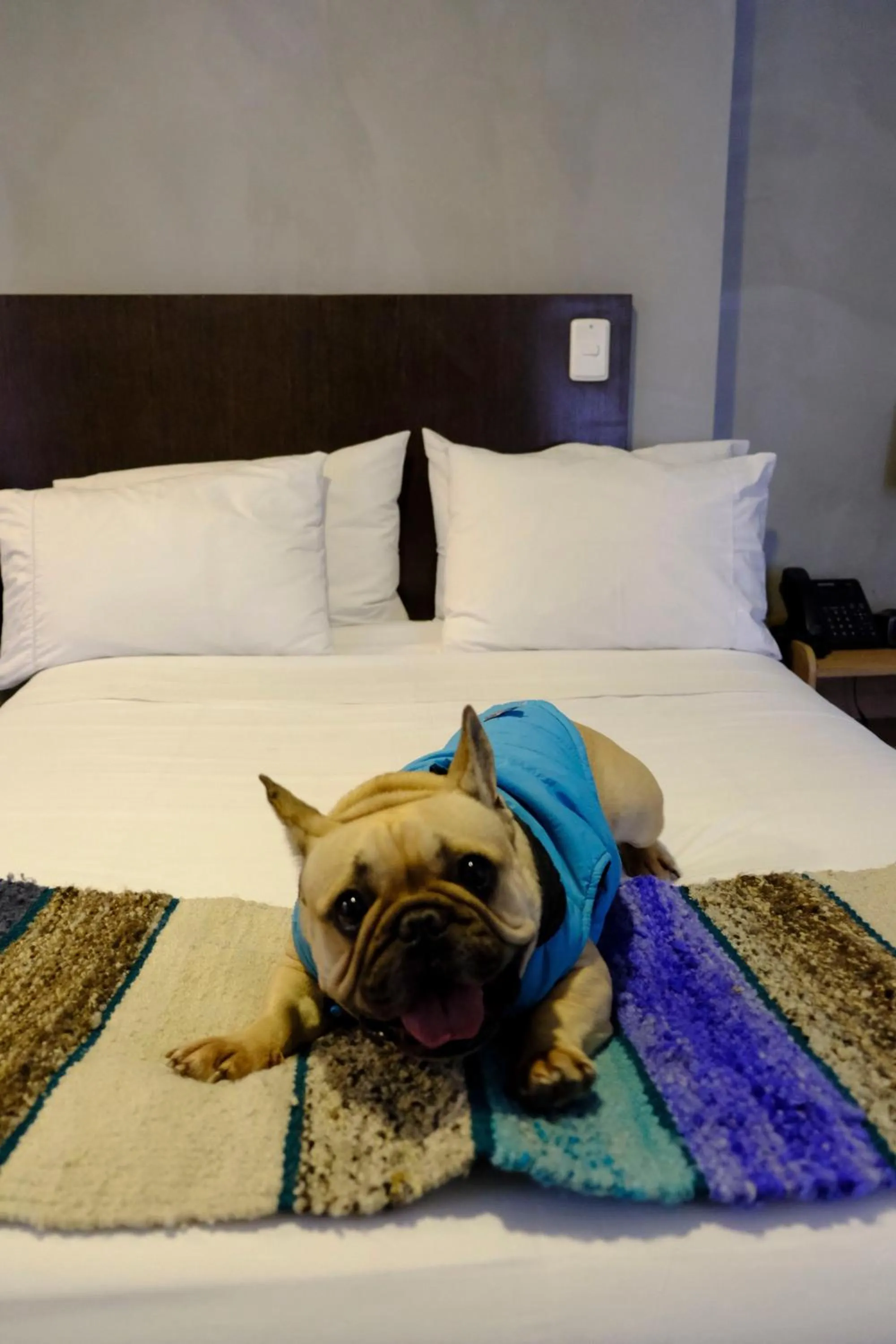 Other, Bed in Hotel DC Feria