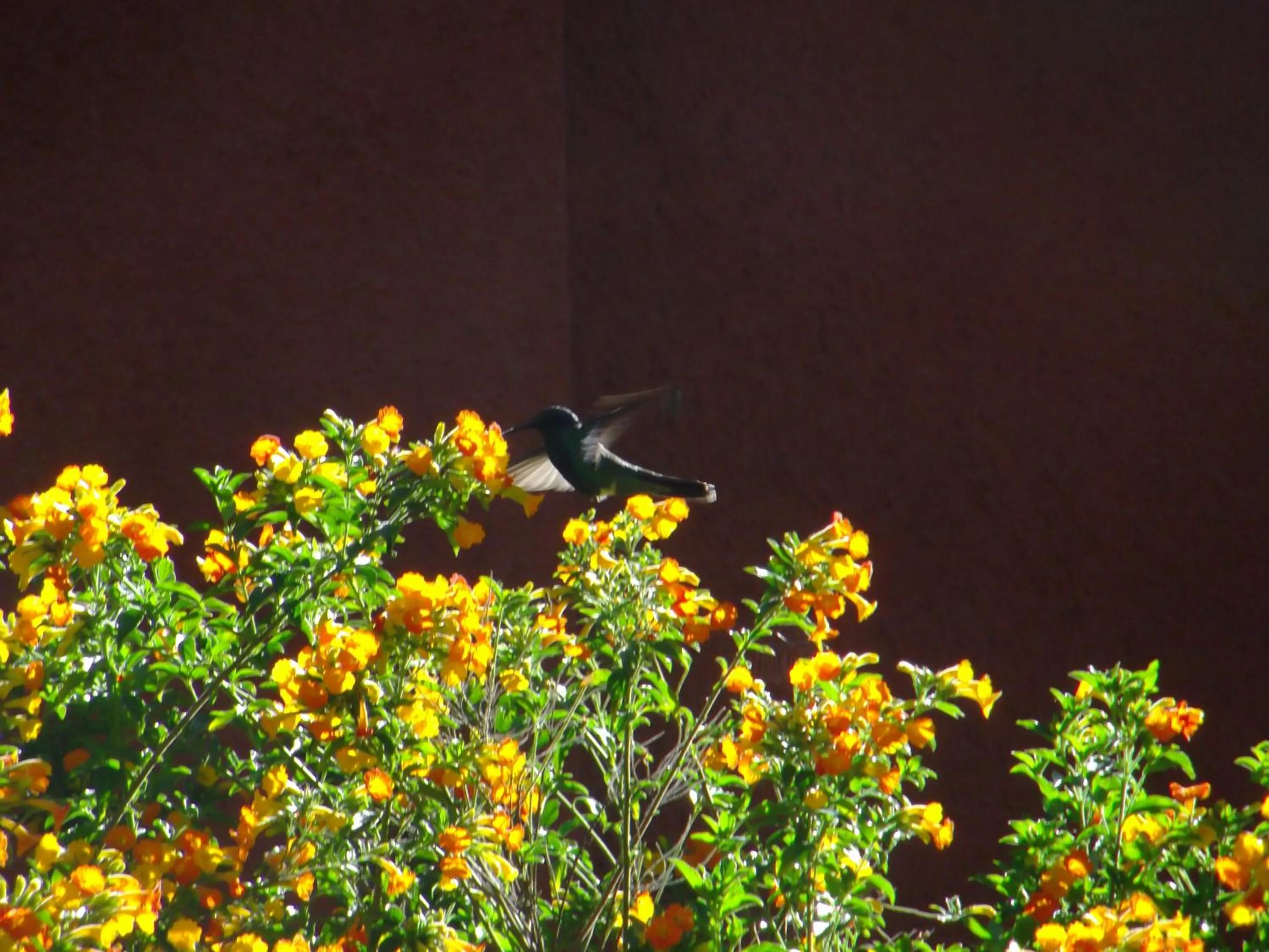 Day in Hotel Pakaritampu