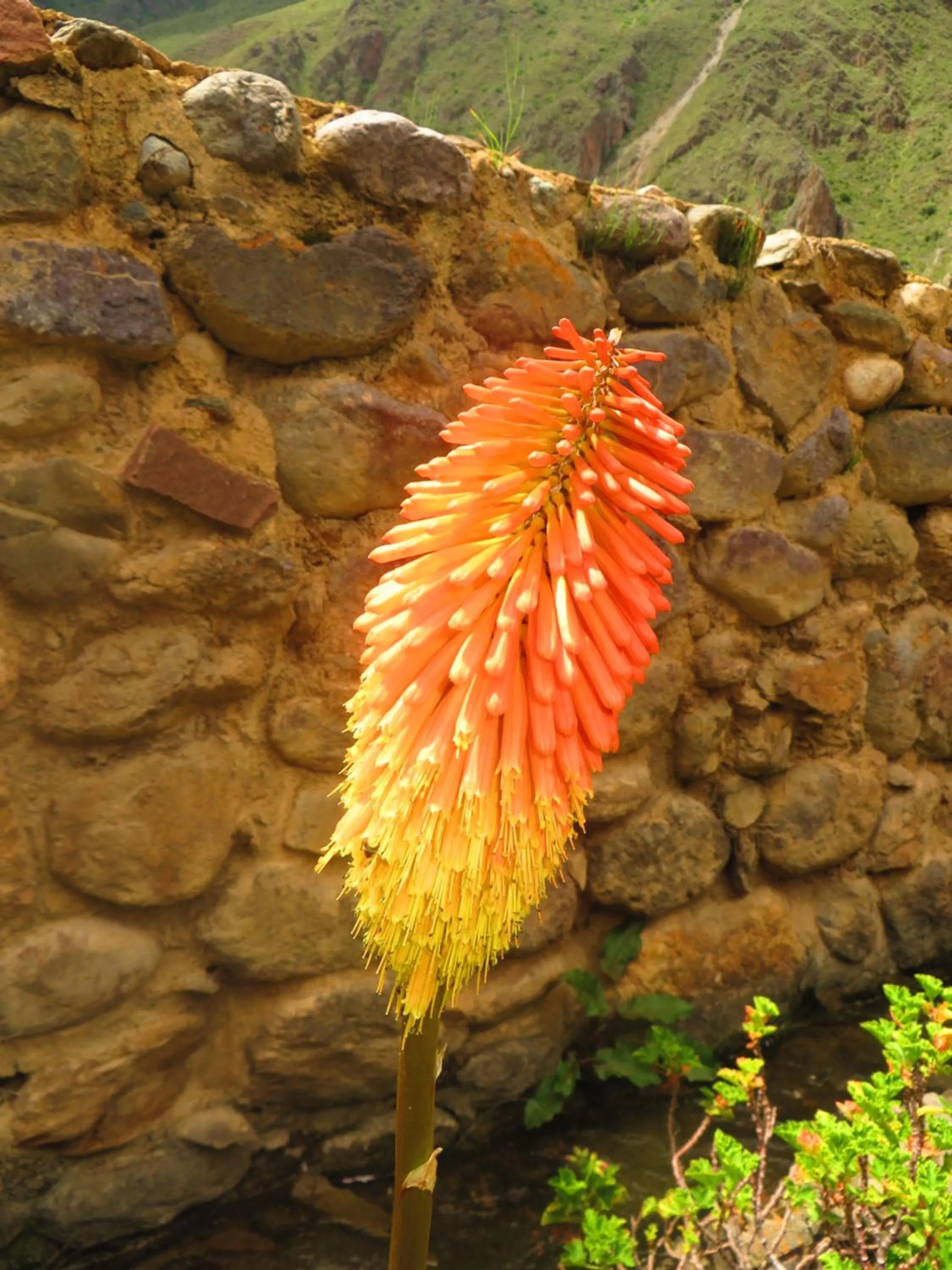 Garden in Hotel Pakaritampu