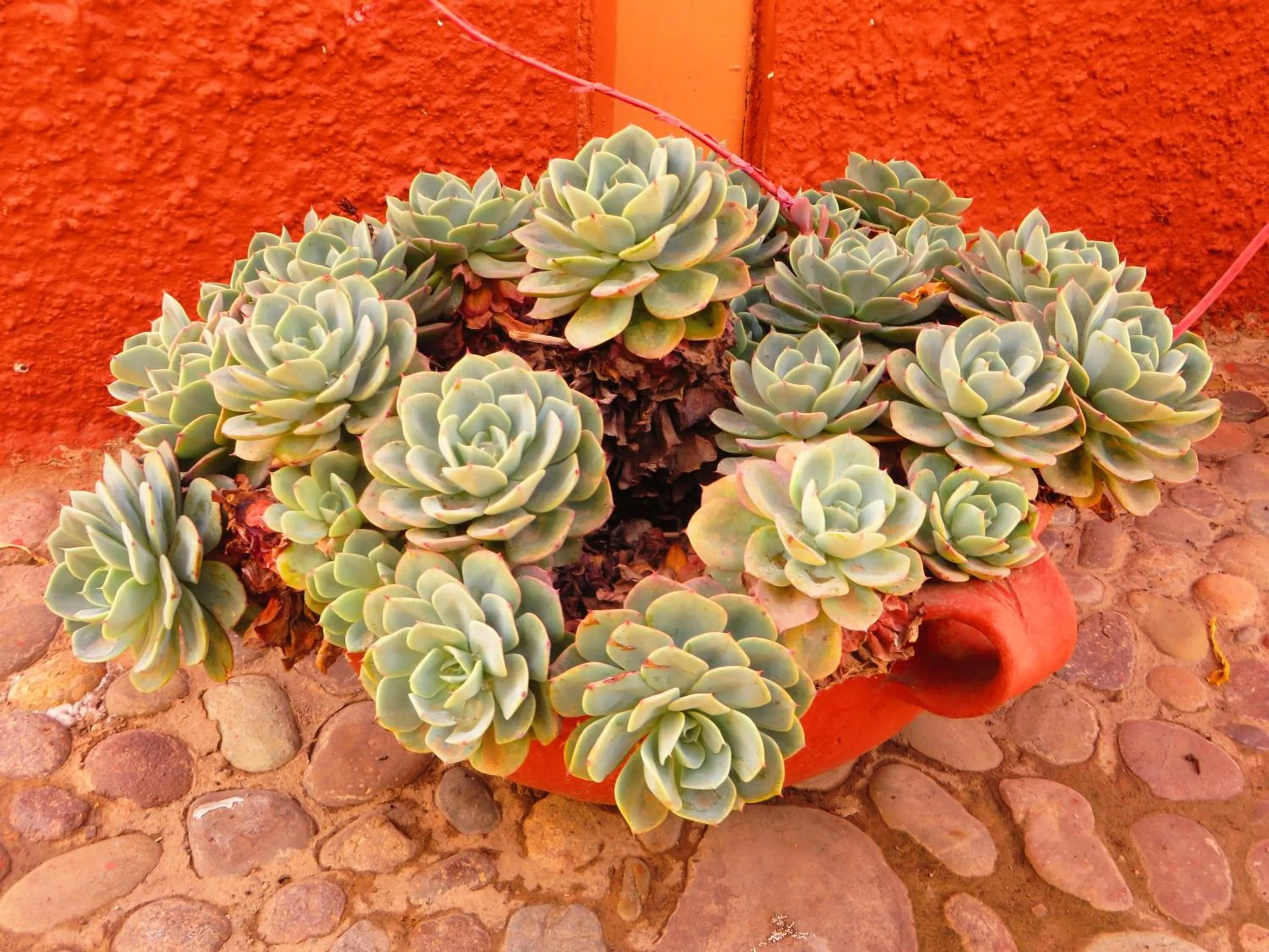Garden view in Hotel Pakaritampu