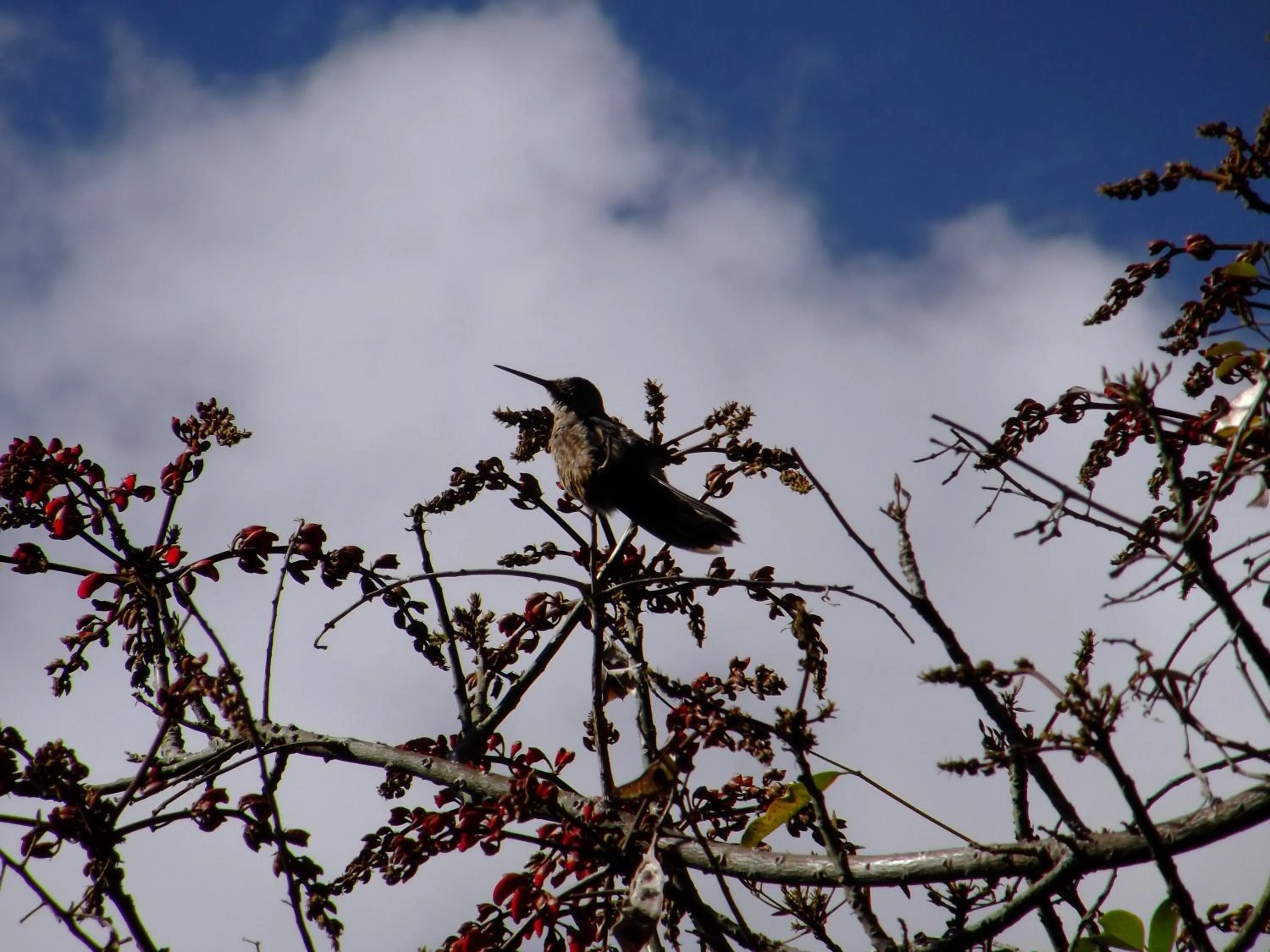 Animals in Hotel Pakaritampu