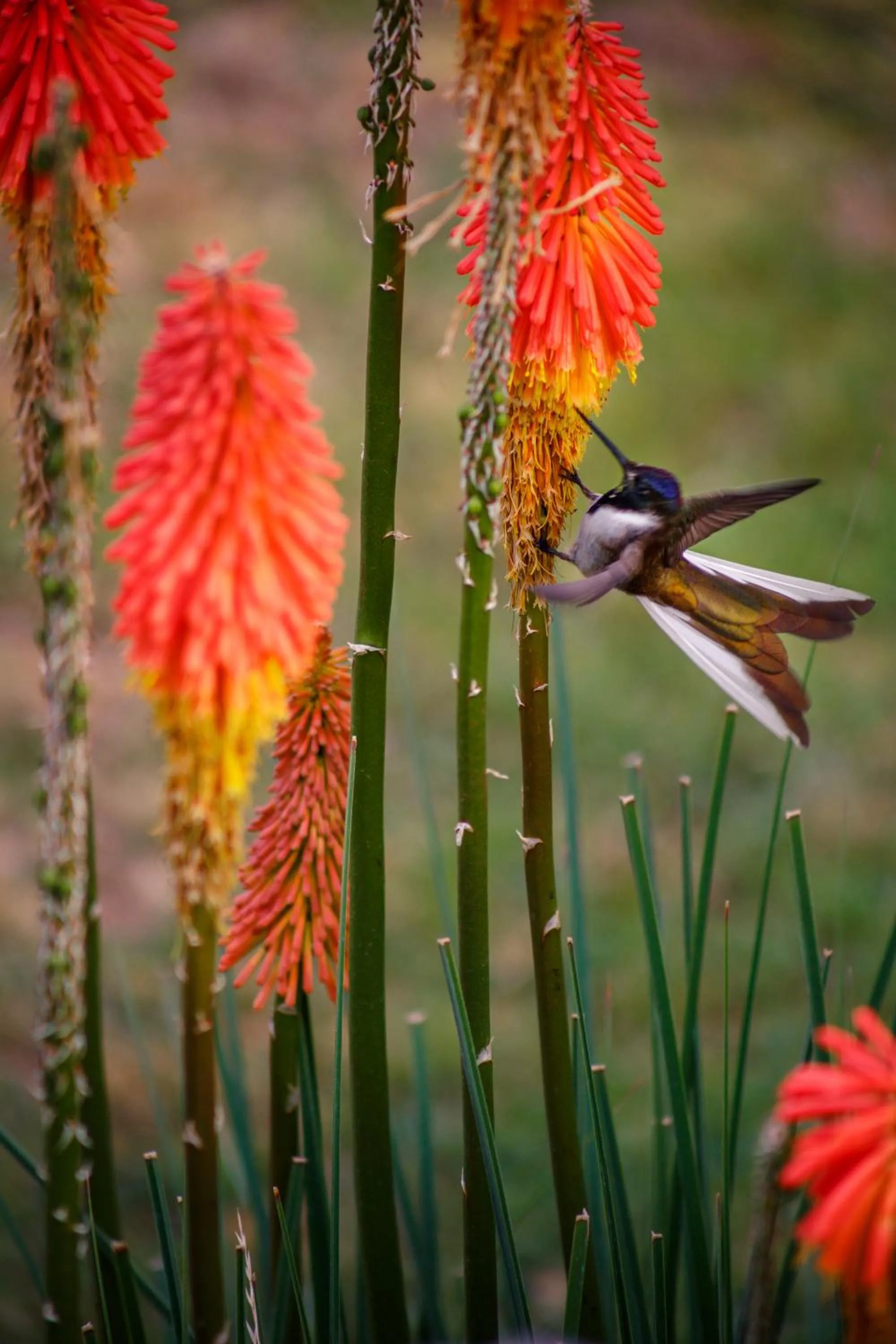 Garden in Hotel Pakaritampu