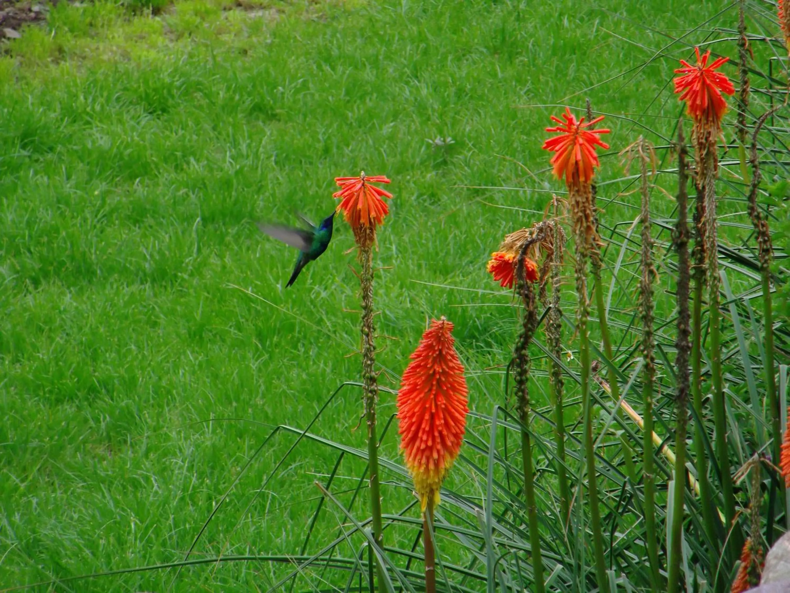 Animals in Hotel Pakaritampu